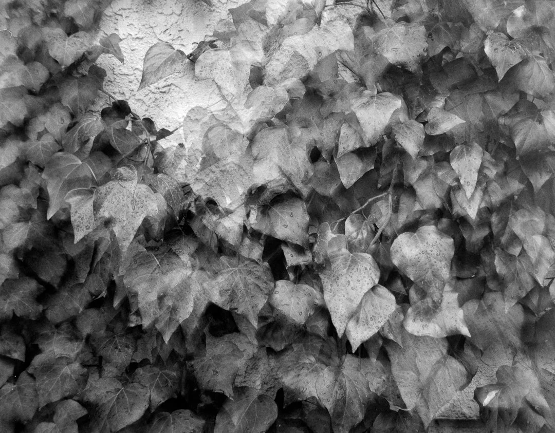 Netter 515-765-2.jpg