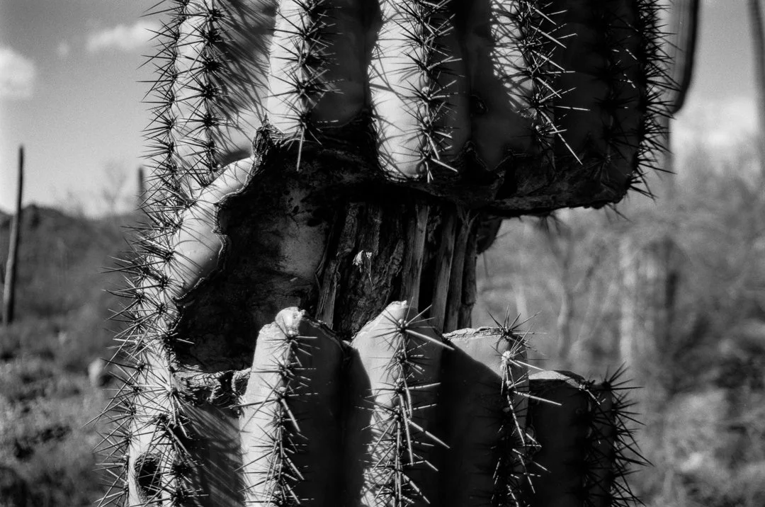 PANF DESERT 1-269-positive-23.jpg