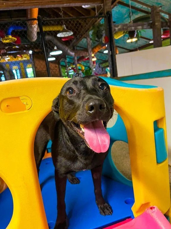 A Doggie Do NW Ohio Pet Grooming, Boarding, and Daycare