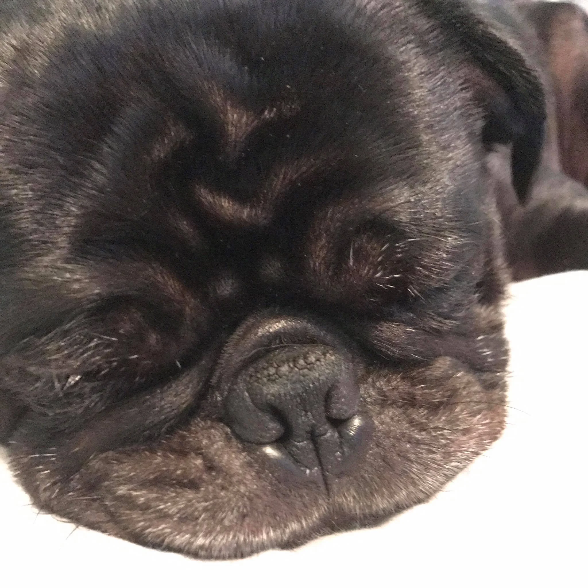 A Doggie Do NW Ohio Pet Grooming, Boarding, and Daycare