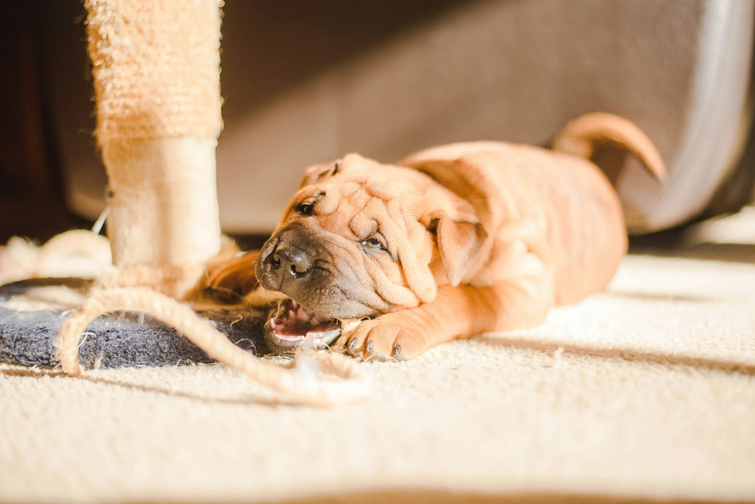 How to Stop Puppy Biting: Everything You Need to Know