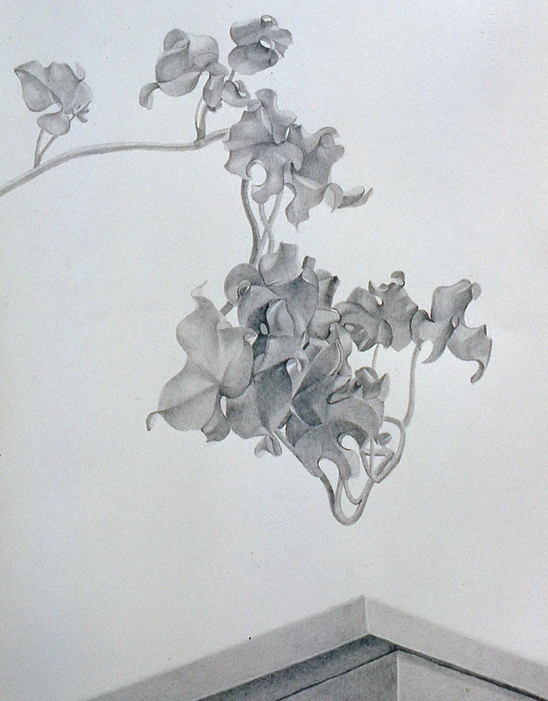 floating-Ivy-table-drawing-richard-l-tuck.jpg.jpg