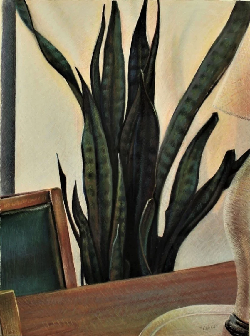 Oil pastel drawing of a tall snake plant with upright leaves, emphasizing the plant’s architectural form within a simple interior setting.
