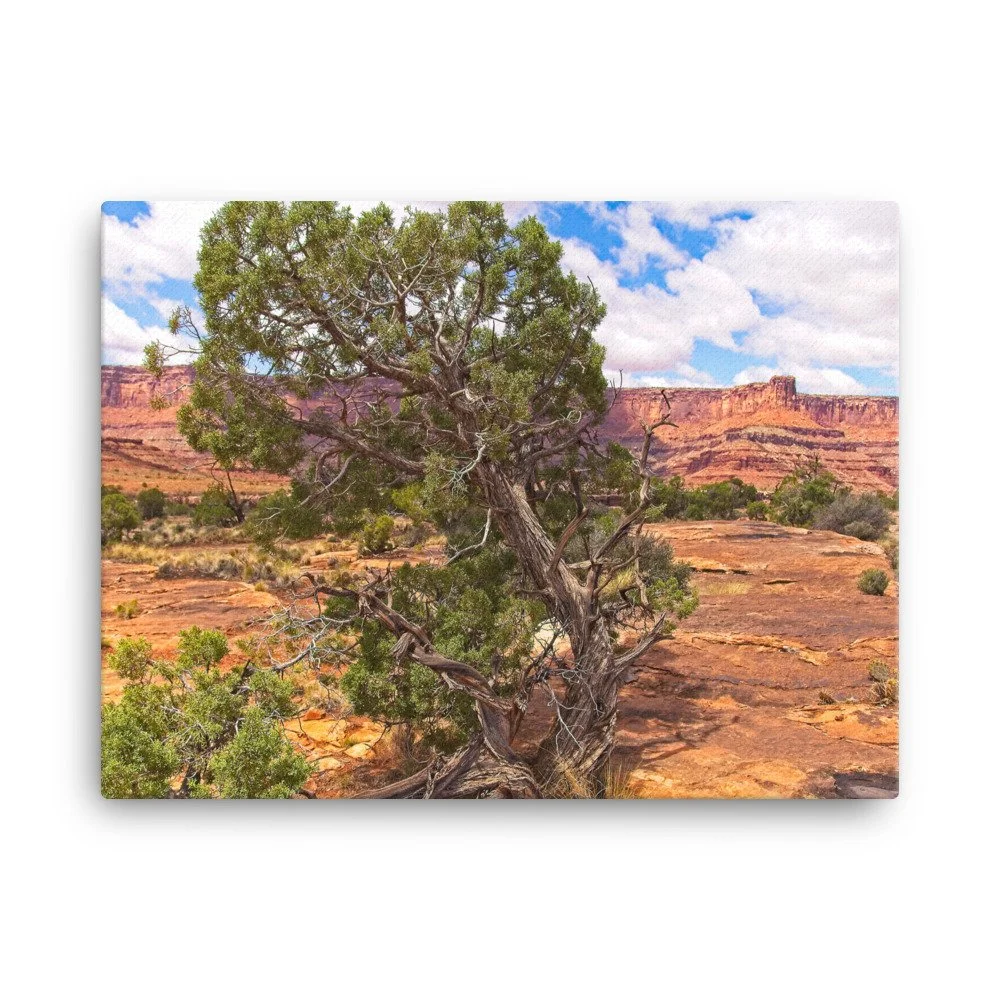 canvas-(in)-18x24-wall-6396809d8f5c3.jpg