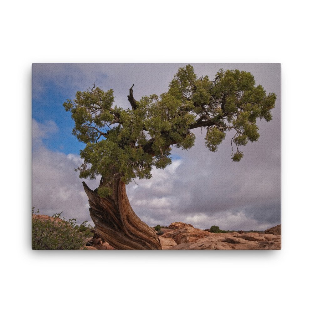 canvas-(in)-18x24-wall-6397d86323b04.jpg