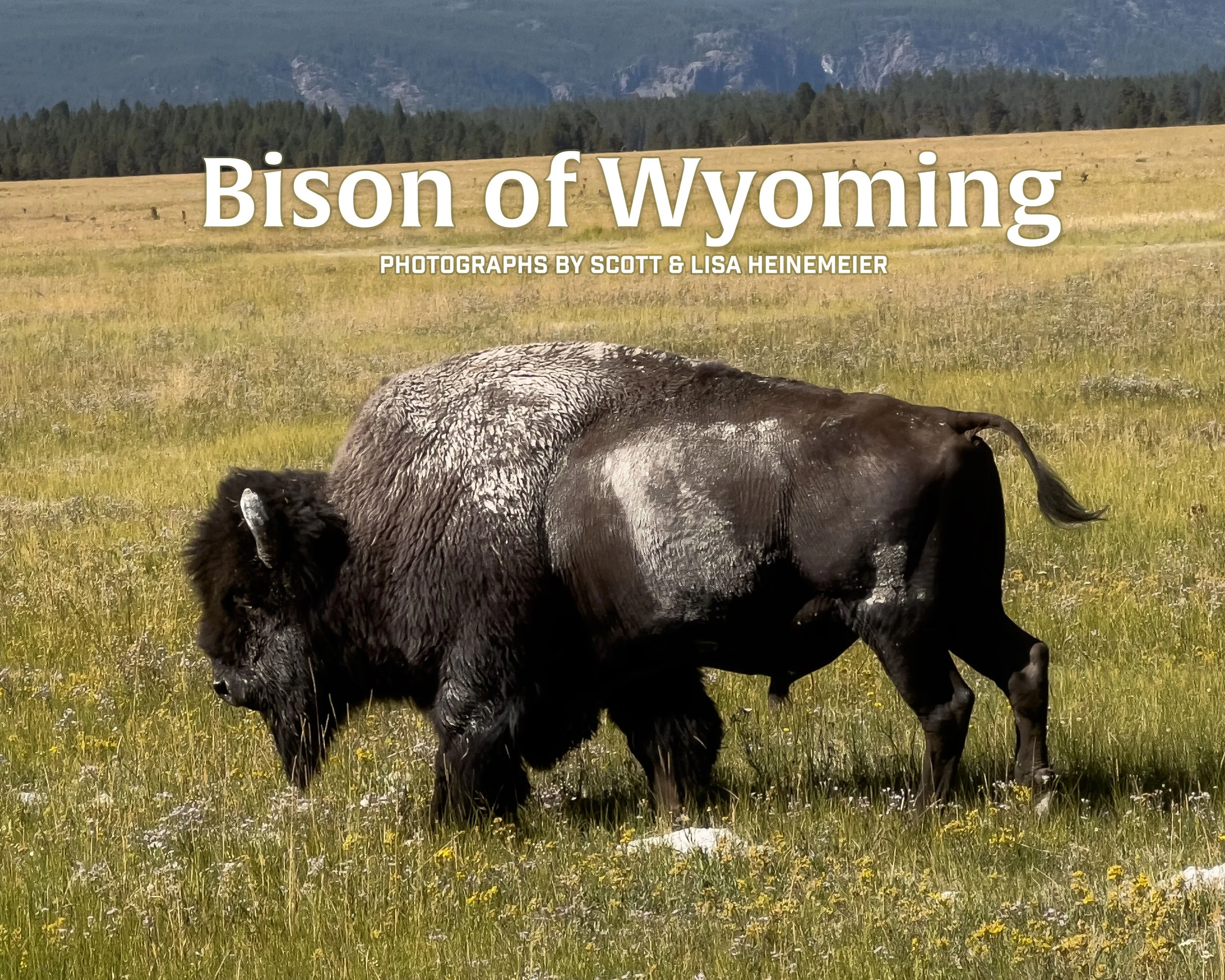 bison of wyoming cover copy.jpg