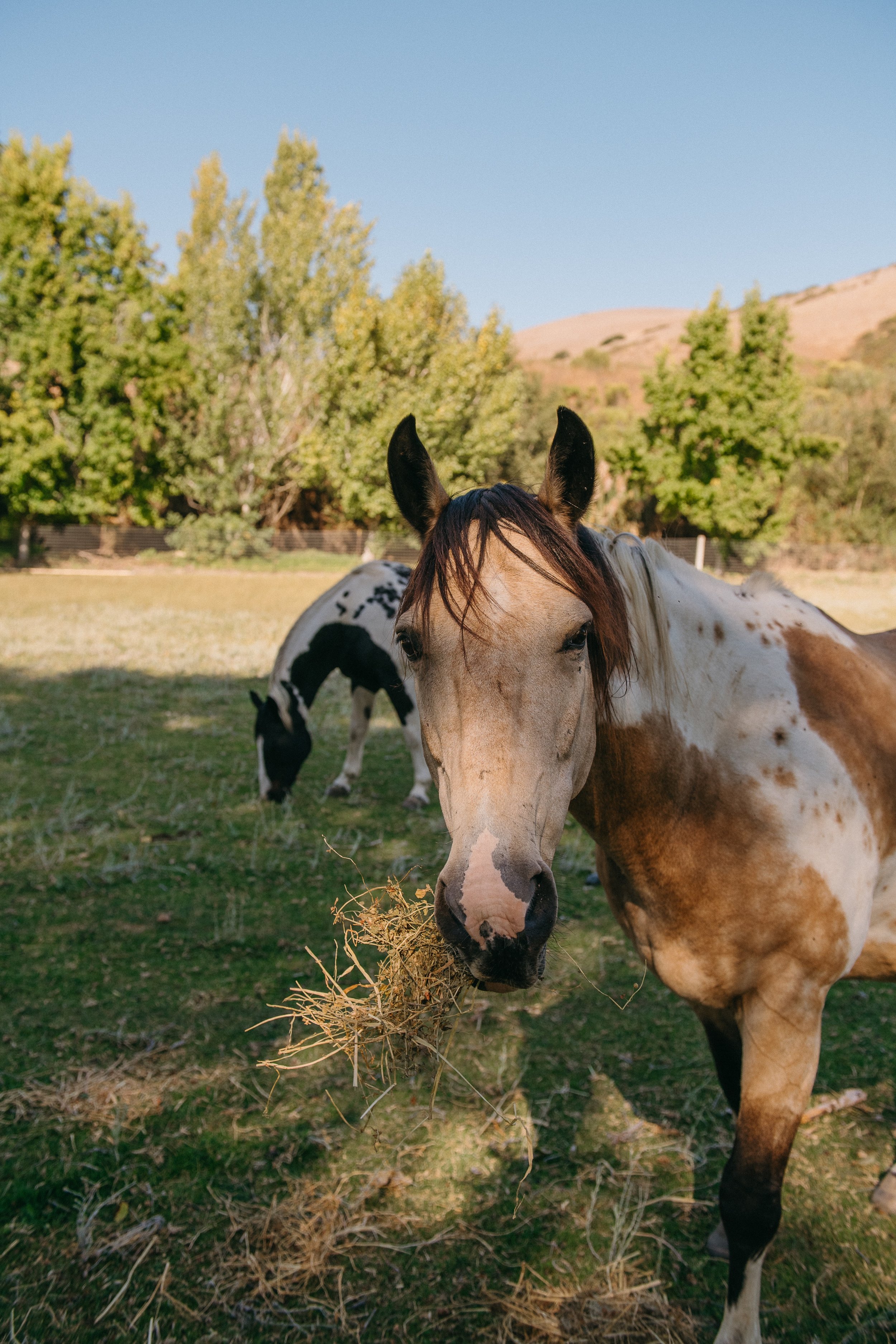 best-santa-ynez-weddingvenue-horses