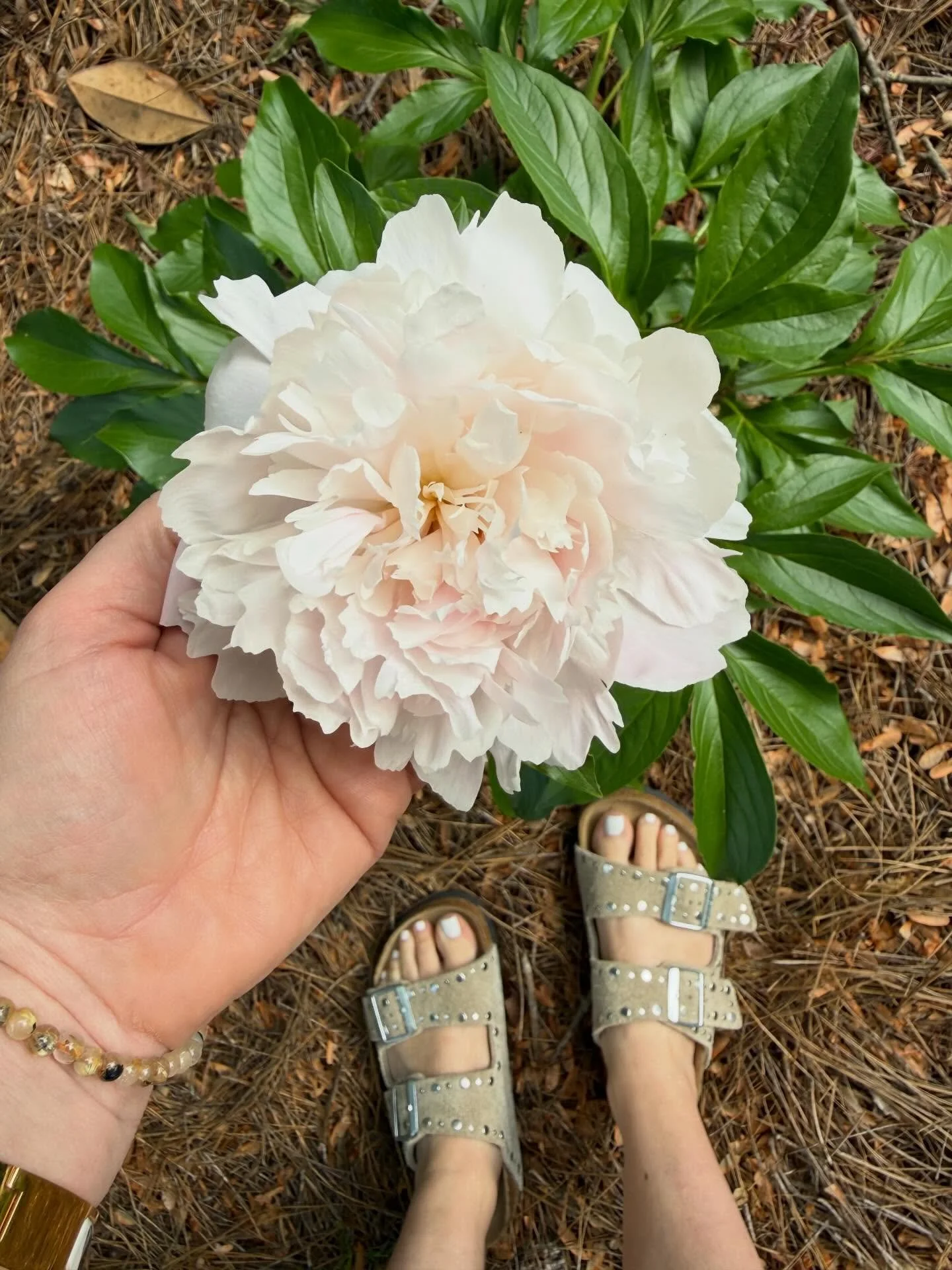 Peony magic for your feed. 🌸 

A little sweetness for the upcoming Full Moon in Scorpio. 🌕🦂

#astrologer #seasonalliving #peony #peonyflower #slowliving