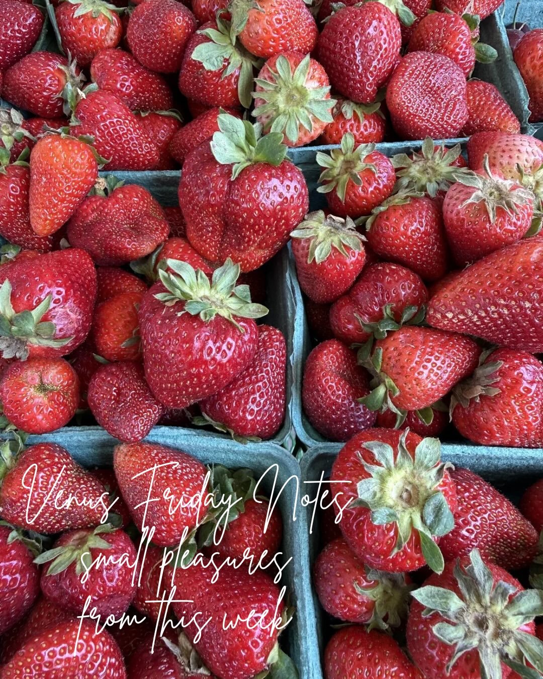 Blessed Beltane and Full Moon in Scorpio. ✨
A special Venus Friday indeed.

A week of finding sweetness in still moments.

North Carolina strawberry season. 🍓

Moss moments on old trees.

Honeysuckle permeating the humid air.

Date night with my fav