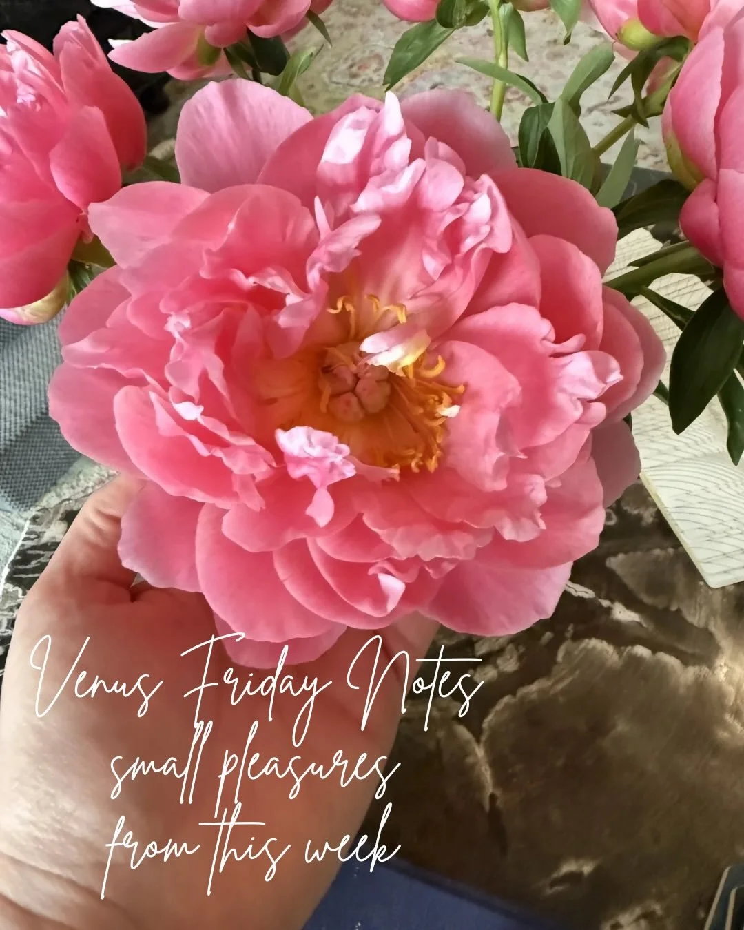 Venus Friday Notes ✨
Small pleasures from this week.

Peony season continues.

A sweet sorbet moment during Aspen off-season.

Back in Colorado after two weeks in North Carolina means leaning into cozy home life.

Puppy snuggles.

Home-cooked meals o