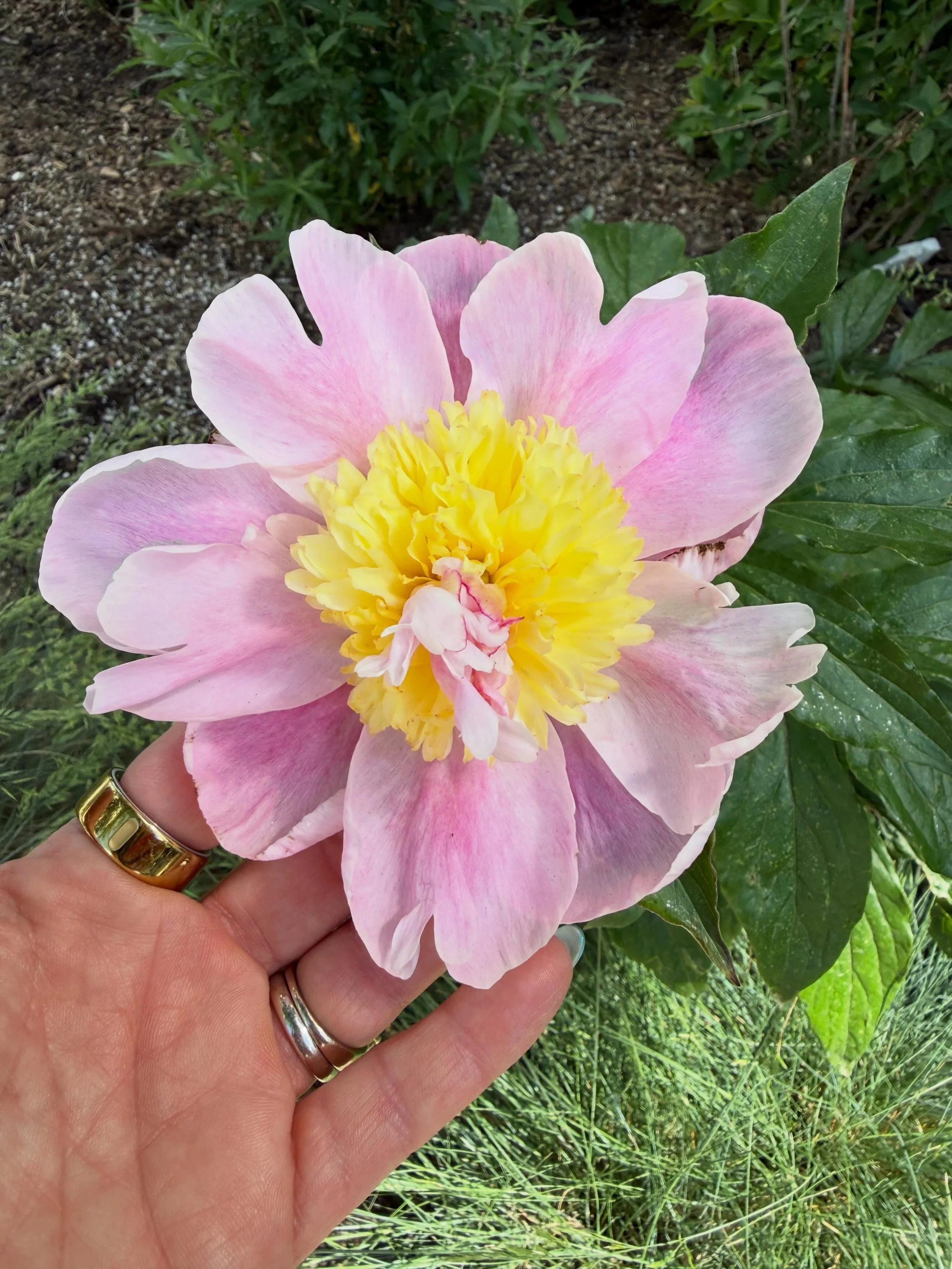 Hello from the first peony to bloom in my home garden. A Thursday Jupiter blessing ahead of the upcoming Jupiter Venus conjunction June 8-9 in Cancer.

Sometimes blessings are as simple as watching an entire plant grow from the snow to produce its on