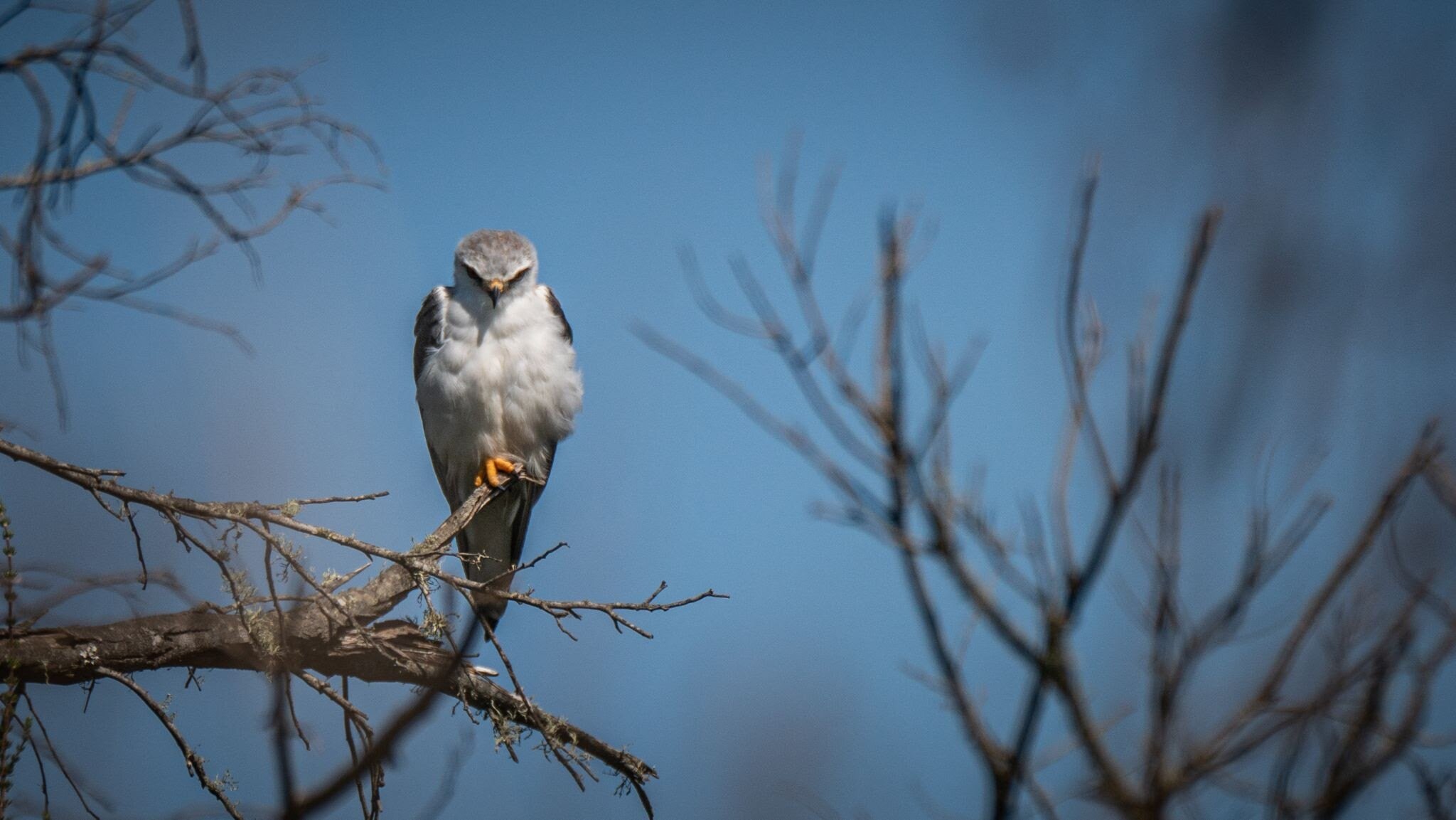 Kite Stare

Kites have a sharp, piercing gaze, an embodiment of their predatory nature, always scouring the landscapes below for potential prey. Like many raptors, kites possess phenomenal vision, which is crucial for spotting prey from great heights