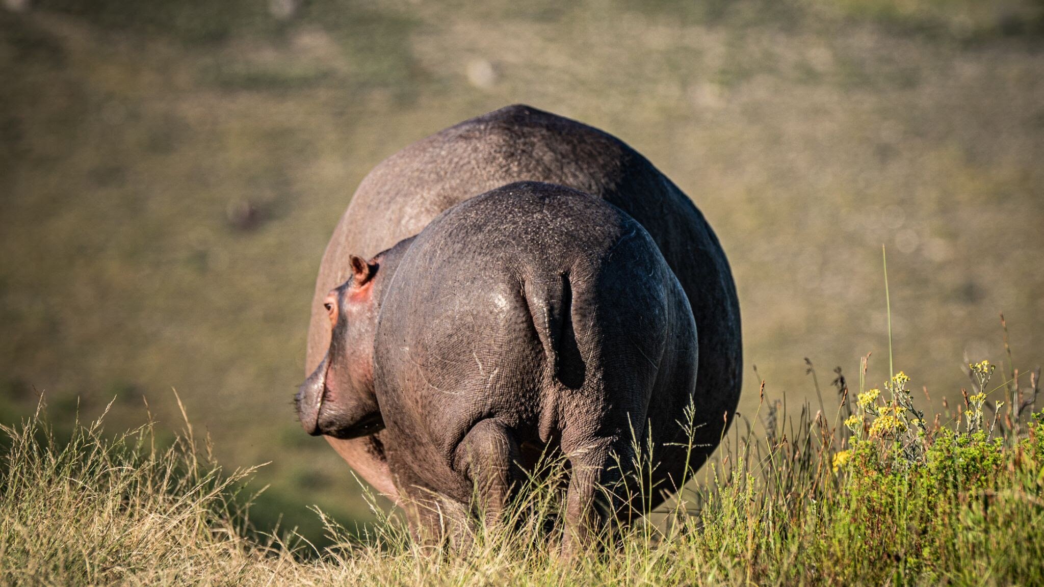 WYLD &quot;End&quot; of the Week: Room to Grow

Hippo offspring (even the teenagers) stay close to mom while feeding. Most of the time hippos feed in water but occasionally can be found grazing out of water. Hippos need to eat a lot everyday dependin