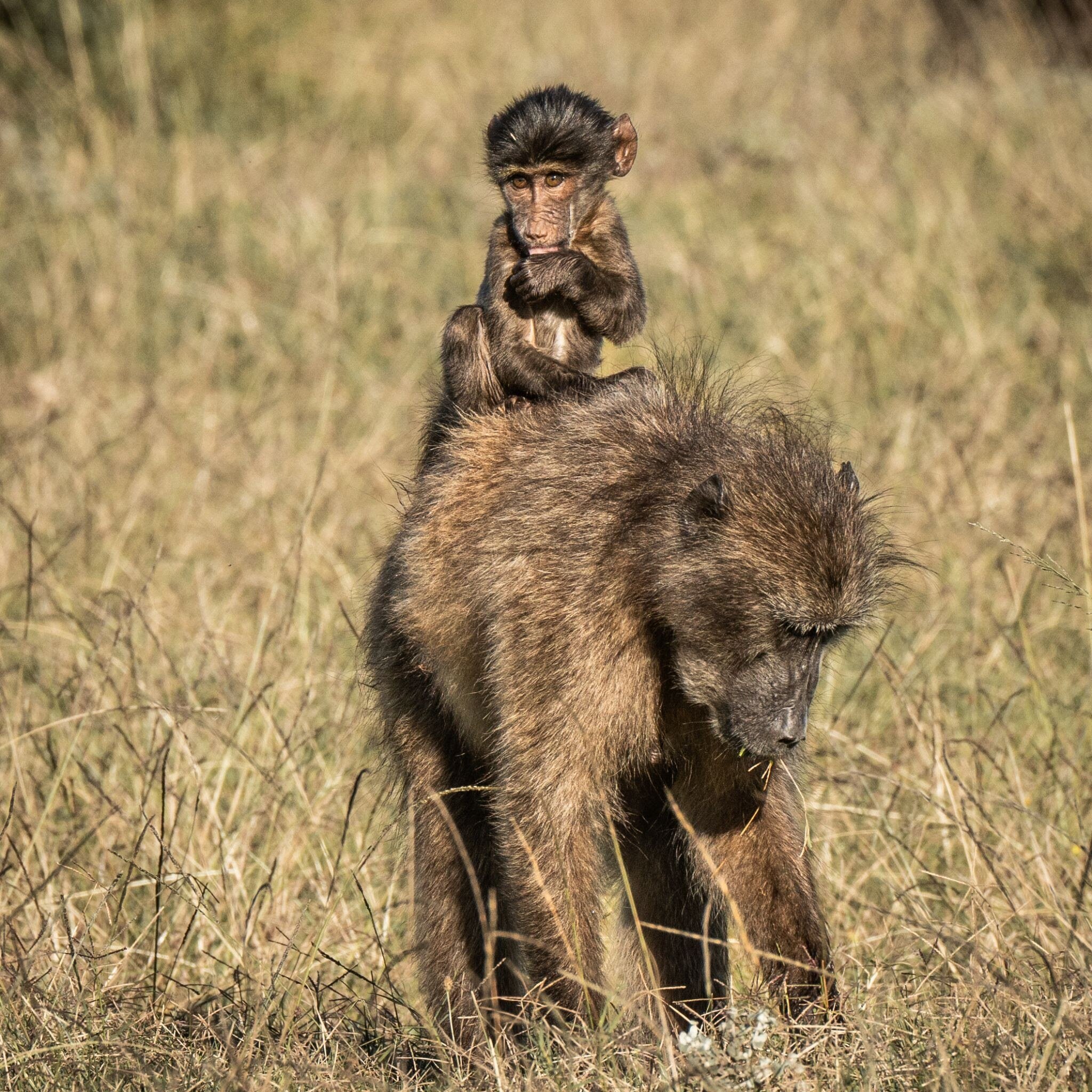 WYLD Mother &amp; Child of the Week: Hitching a Ride!

Riding on the mother baboon's back provides the baboon infant with a vantage point from which to observe the world, learn about its surroundings, and watch the mother's behaviors to learn and mim