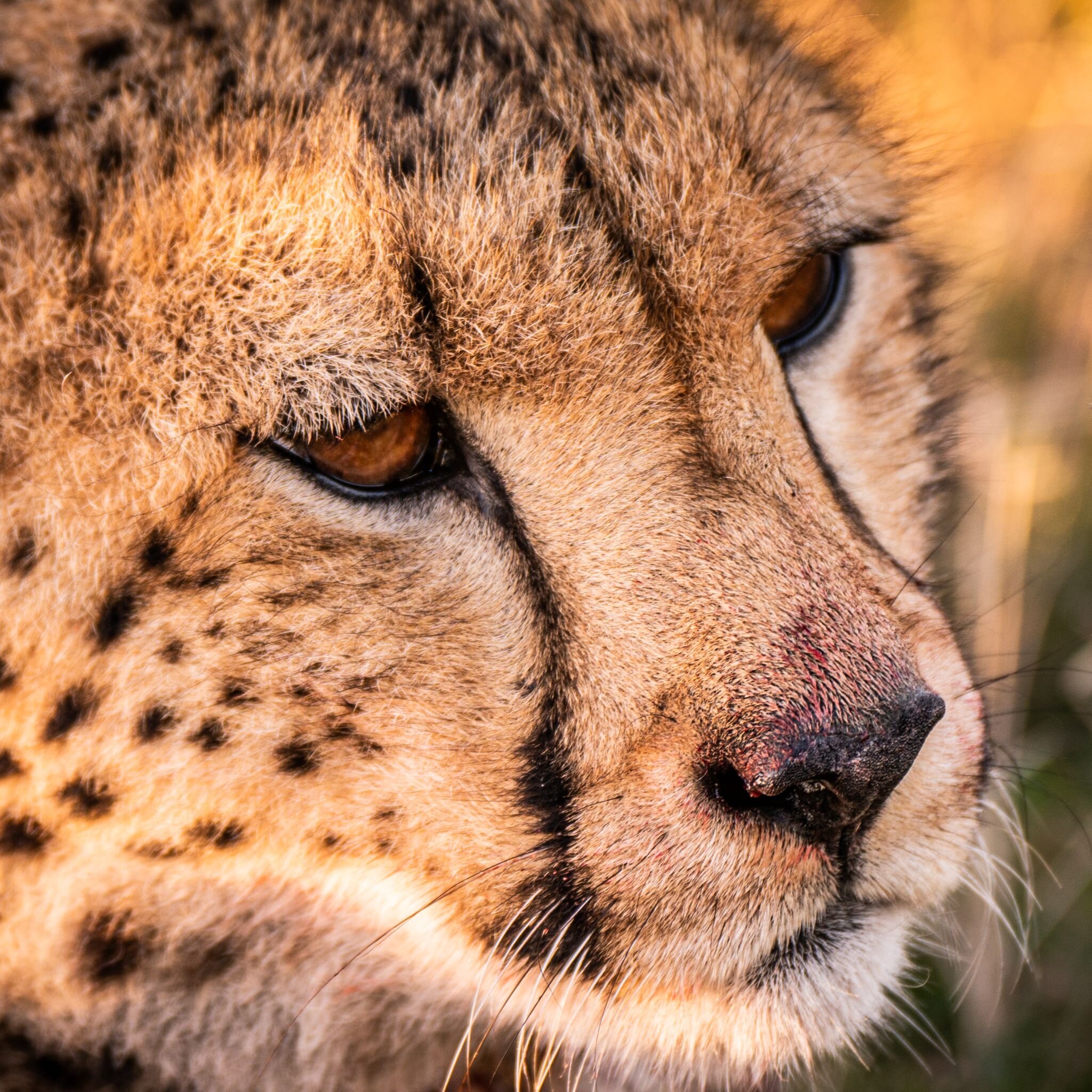 Smell Sense

Cheetahs tend to rely on stalking and chasing their prey at close range, rather than using scent to track over long distances. Their burst of speed and agility make them very effective hunters.

📷 @gondwanagr @roy_roysky
#mywyldlife #my