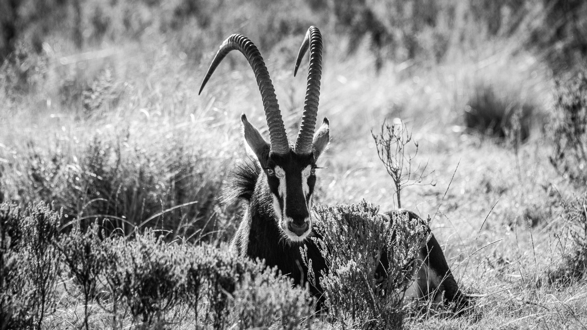 Even while resting or sleeping, sables remain alert. One or more individuals in a herd will often act as lookouts, keeping watch for predators while the others rest. Their ears continuously move, detecting sounds from the environment and possible dan