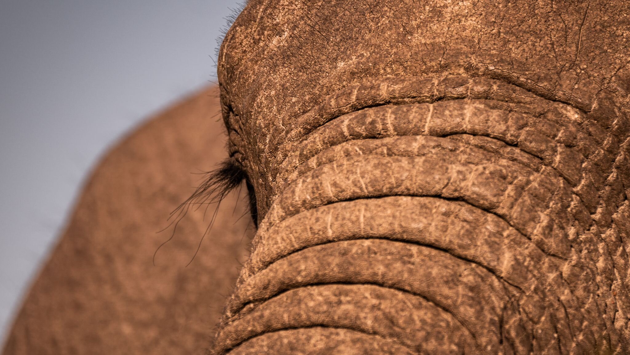 Long Lashes 🐘

Elephant's eyelashes protect their eyes from dust, sand, and debris in the harsh environments they inhabit.

📷 @gondwanagr @roy_roysky
#mywyldlife #mywyldlifeofficial #bewyld #animalsofinstagram #roy_roysky #gondwanagr #gondwanaconse