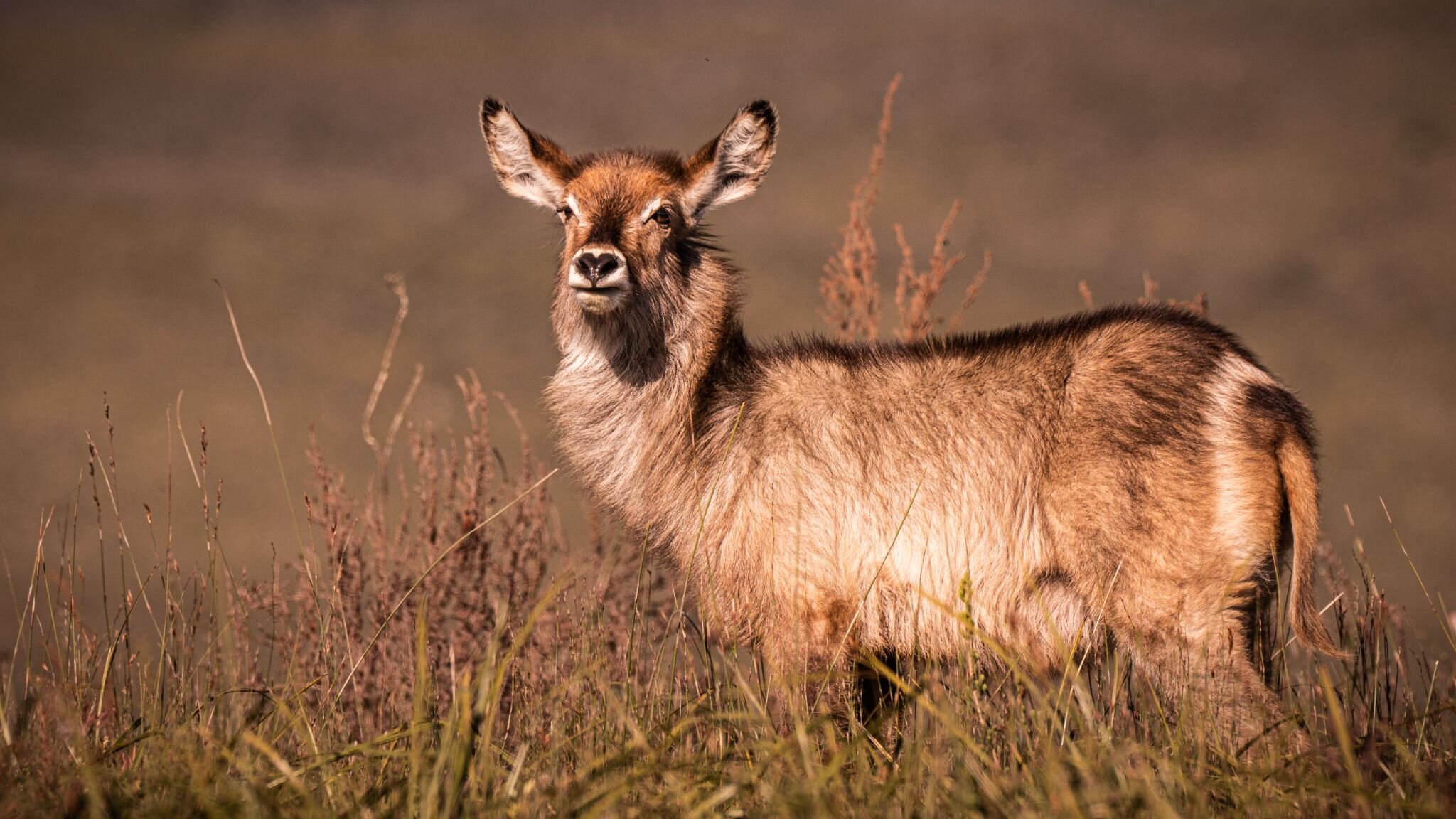 Young waterbucks, due to their smaller size and limited defense capabilities, are more susceptible to predators like lions, leopards, and hyenas.

📷 @gondwanagr @roy_roysky
#mywyldlife #mywyldlifeofficial #bewyld #animalsofinstagram #roy_roysky #gon