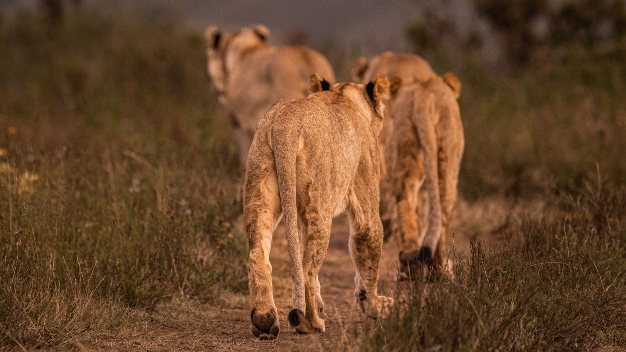 On the Road Again

As time goes by things change for the young lions or lionesses.

Male siblings, as they mature, might form coalitions, uniting to conquer and establish control over territories and prides.
In the case of female siblings, typically,