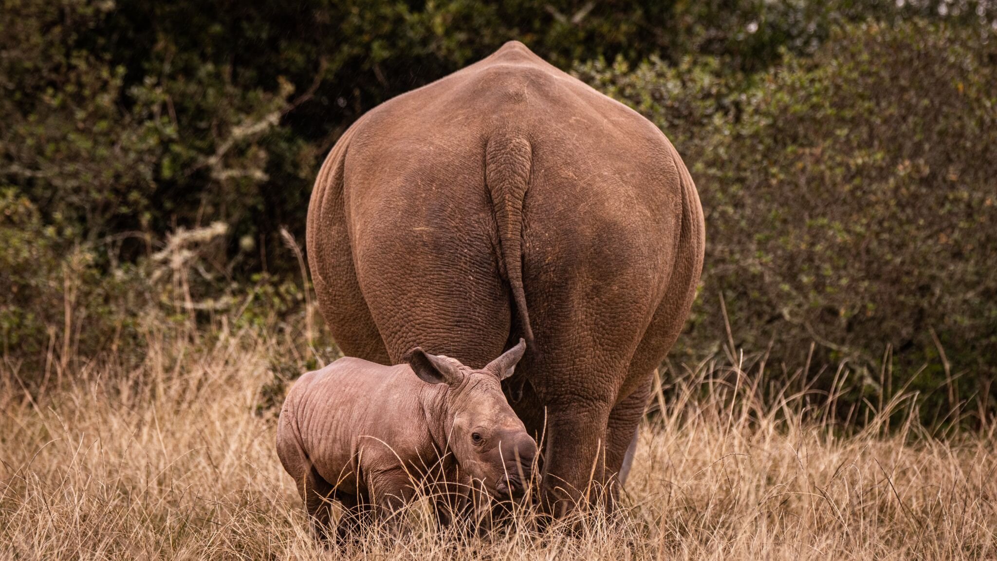 WYLD Mother and Child of the Week: A Long Way to Grow

It takes 6 to 7 years for a white Rhino cow to reach maturity and 10 to 12 years for Rhino bulls. On average they live to about 40 years old. Mature Rhinos consume about 150 pounds of plant matte