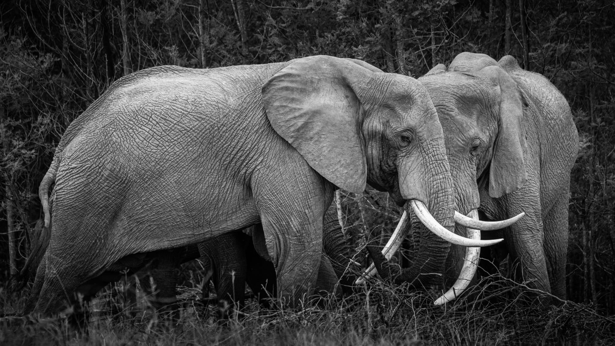 In Alignment 🐘

This is a friendly, tender moment between two herd mates. Elephants are very caring, intelligent animals and will &quot;hug&quot; each other with their trunks.

📷 @gondwanagr @roy_roysky
#mywyldlife #mywyldlifeofficial #bewyld #anim