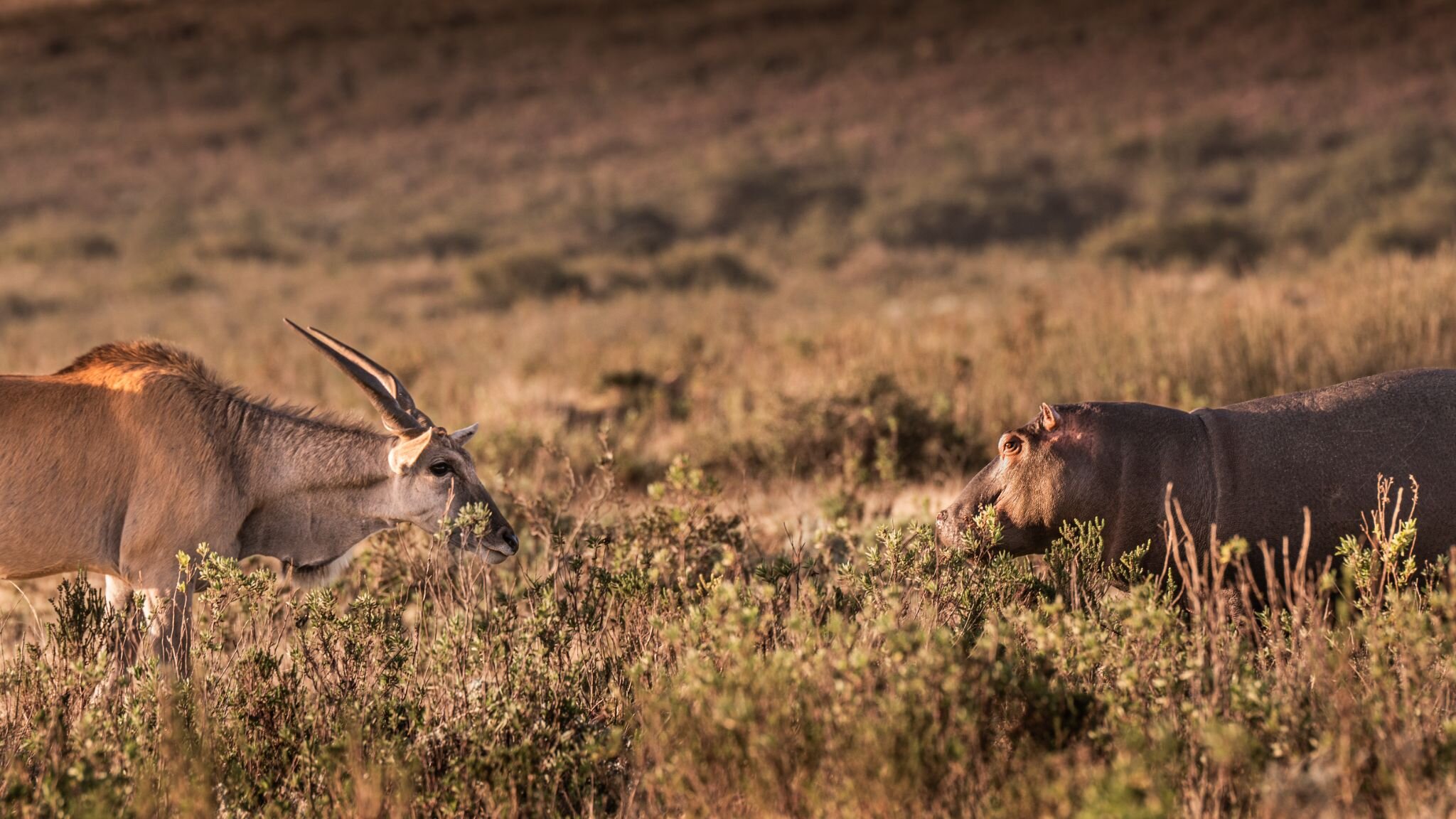 Mutual Respect

Fortunately Eland and Hippos are both vegetarians, so there is little to no chance of conflict between the two species. When they come into contact in the wild, there exists a natural mutual respect between these two large animals.

?