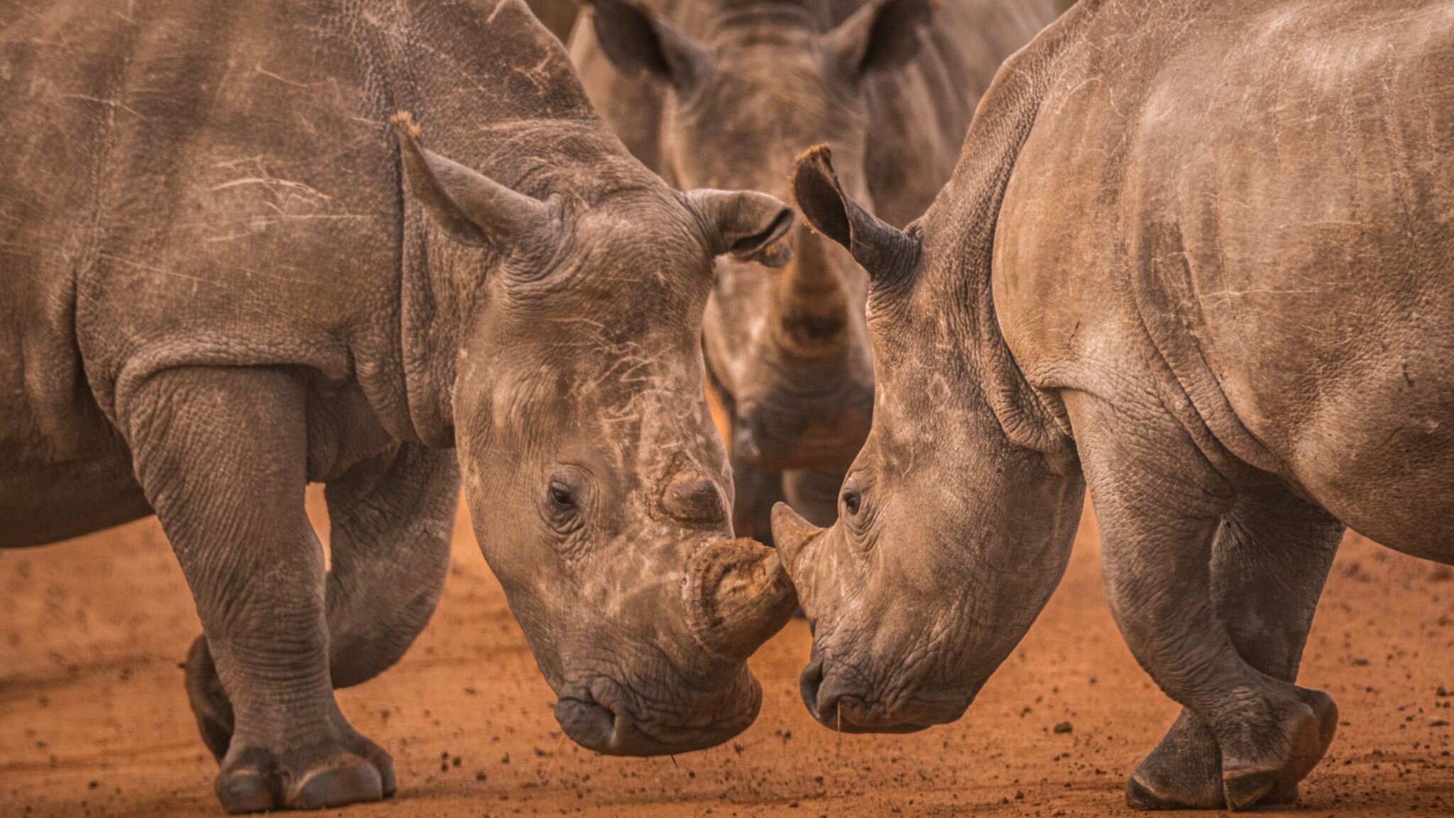 Showdown on High Street

Females are generally less aggressive and territorial than males. However, they may fight to protect their calves which is what happened in this case. Fights can lead to injuries, given the strength and size of the combatants