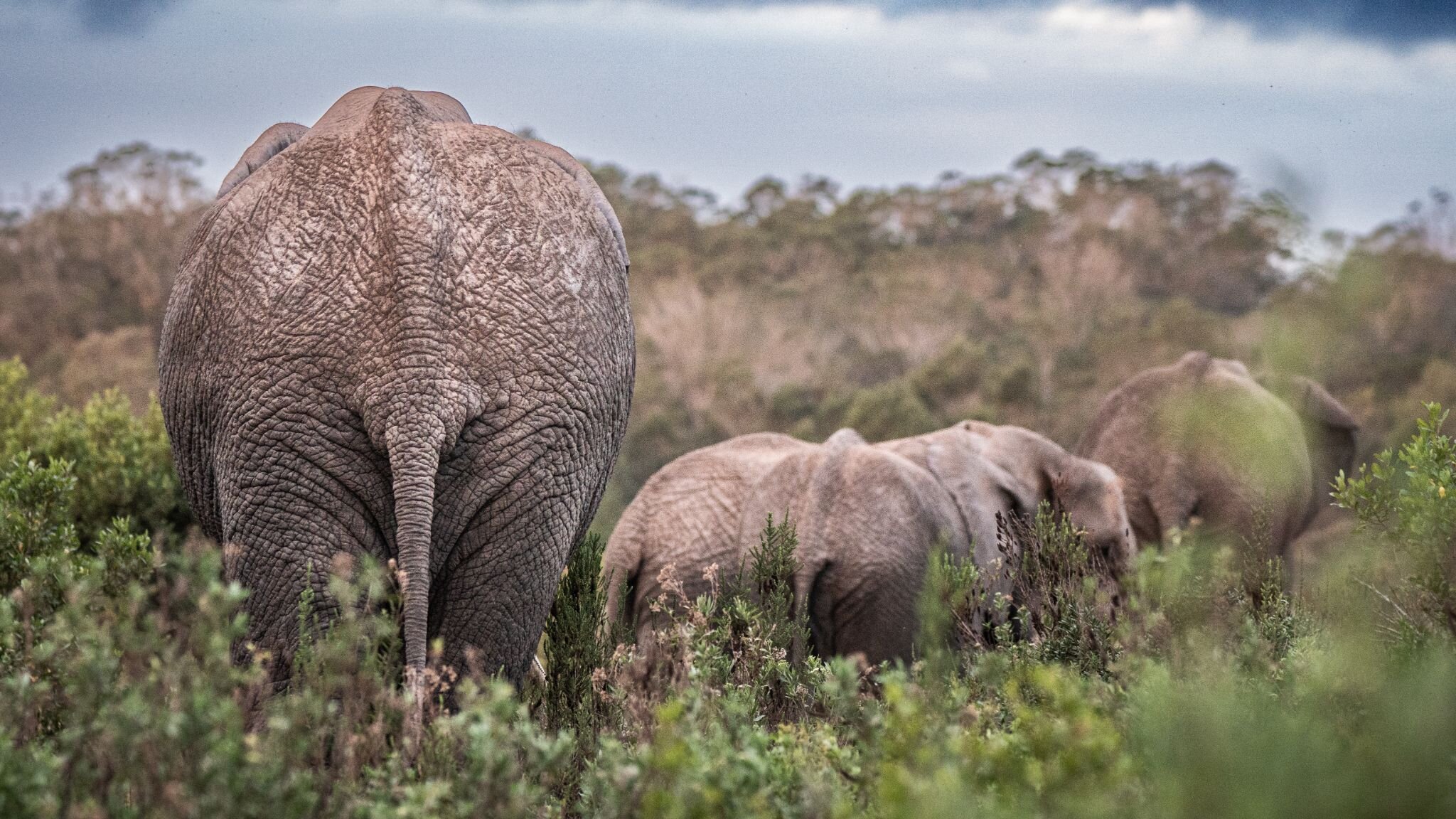 Family Values 🐘

First and foremost, the family structure is at the heart of elephant herds. These groups are like tight-knit families, often led by a wise and experienced matriarch. She's like the wise grandma who looks out for everyone. Whether it