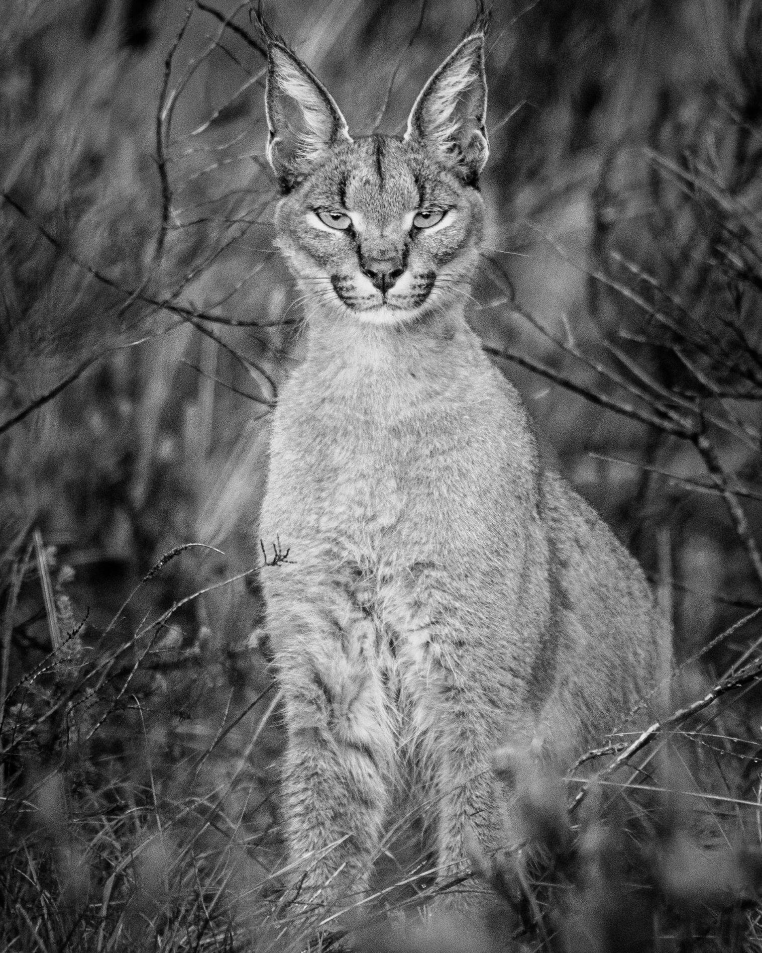 Let's celebrate #nationalcatday with a portrait of one of the most beautiful cats.
A Caracal is a medium sized wild-cat and one the most spectacular cats to photograph, However it is not that easy, because of their skittish behavior. Their name means