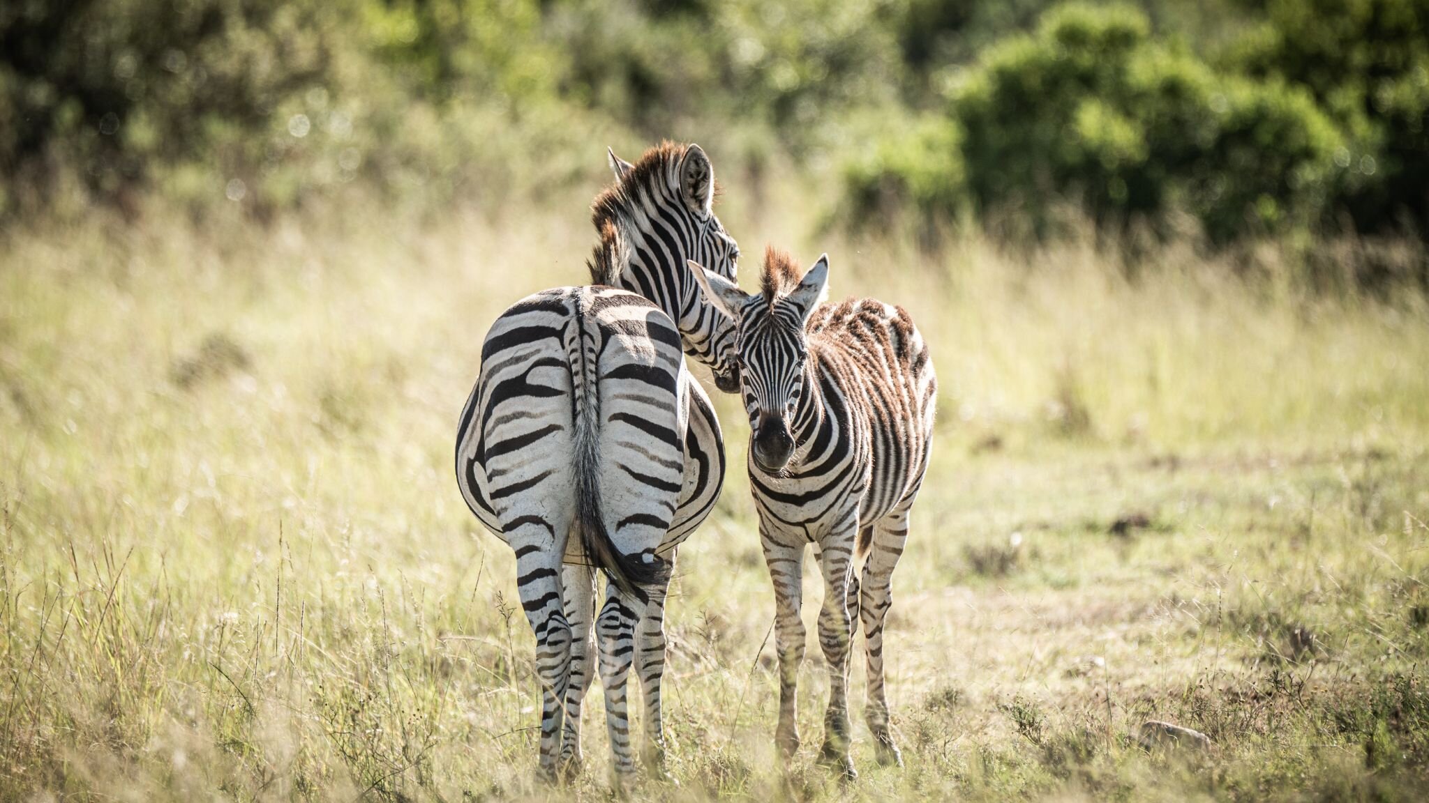 WYLD Mother &amp; Child of the Week: Who's your Mama?

When a baby zebra, or foal, is born, it's a pretty wobbly little thing. They're usually up on their feet within an hour, and it's mom who plays a big role in teaching them the ropes of zebra life