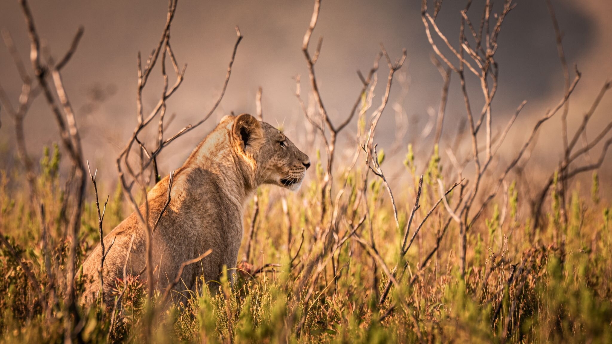 Watching &amp; Waiting 👀

She&rsquo;s the picture of patience. Lionesses are masters of the waiting game. They know that hunting isn't about sprinting; it's about strategy and timing. So, she lies in wait, hidden from the keen eyes of potential prey