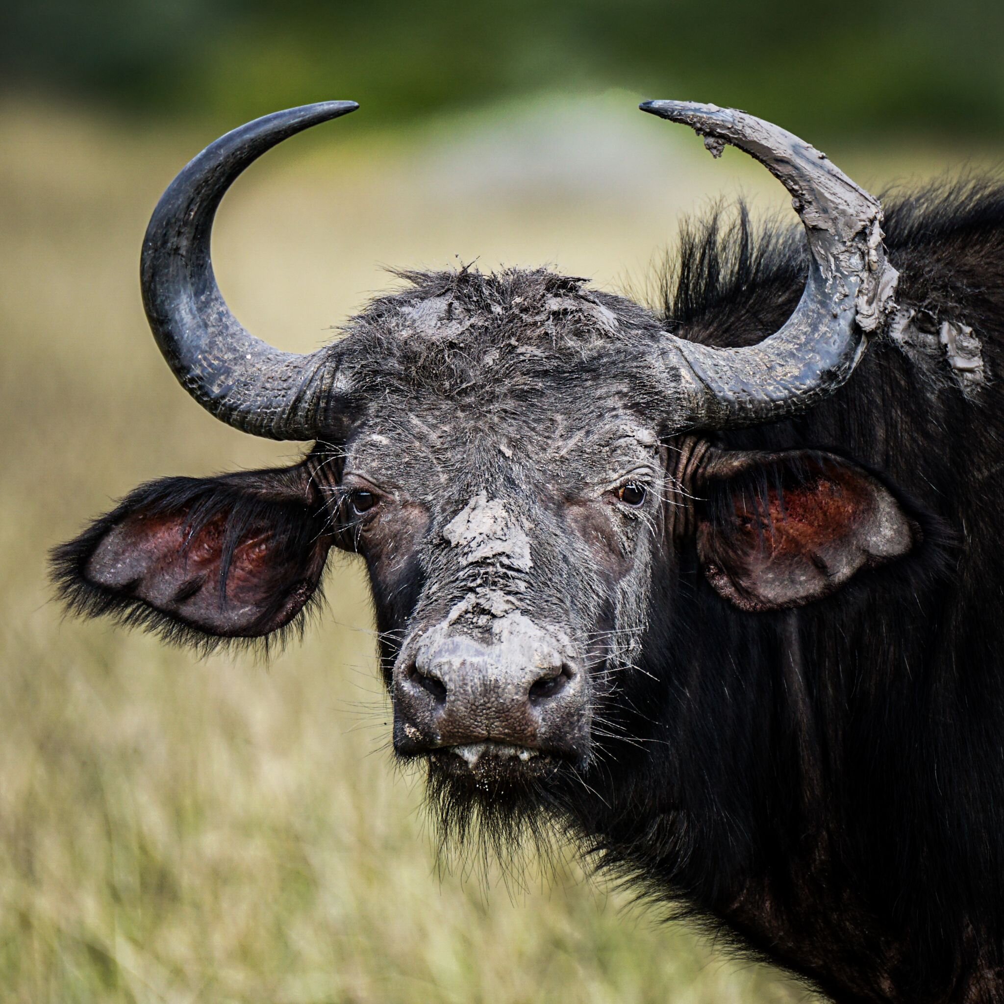 This Halloween, I thought I would wear a mask...

The muddy appearance isn't just a fashion statement; it's a practical choice for these rugged and resourceful creatures. The mud protects the skin of the Cape Buffalo, from the scorching African sun a