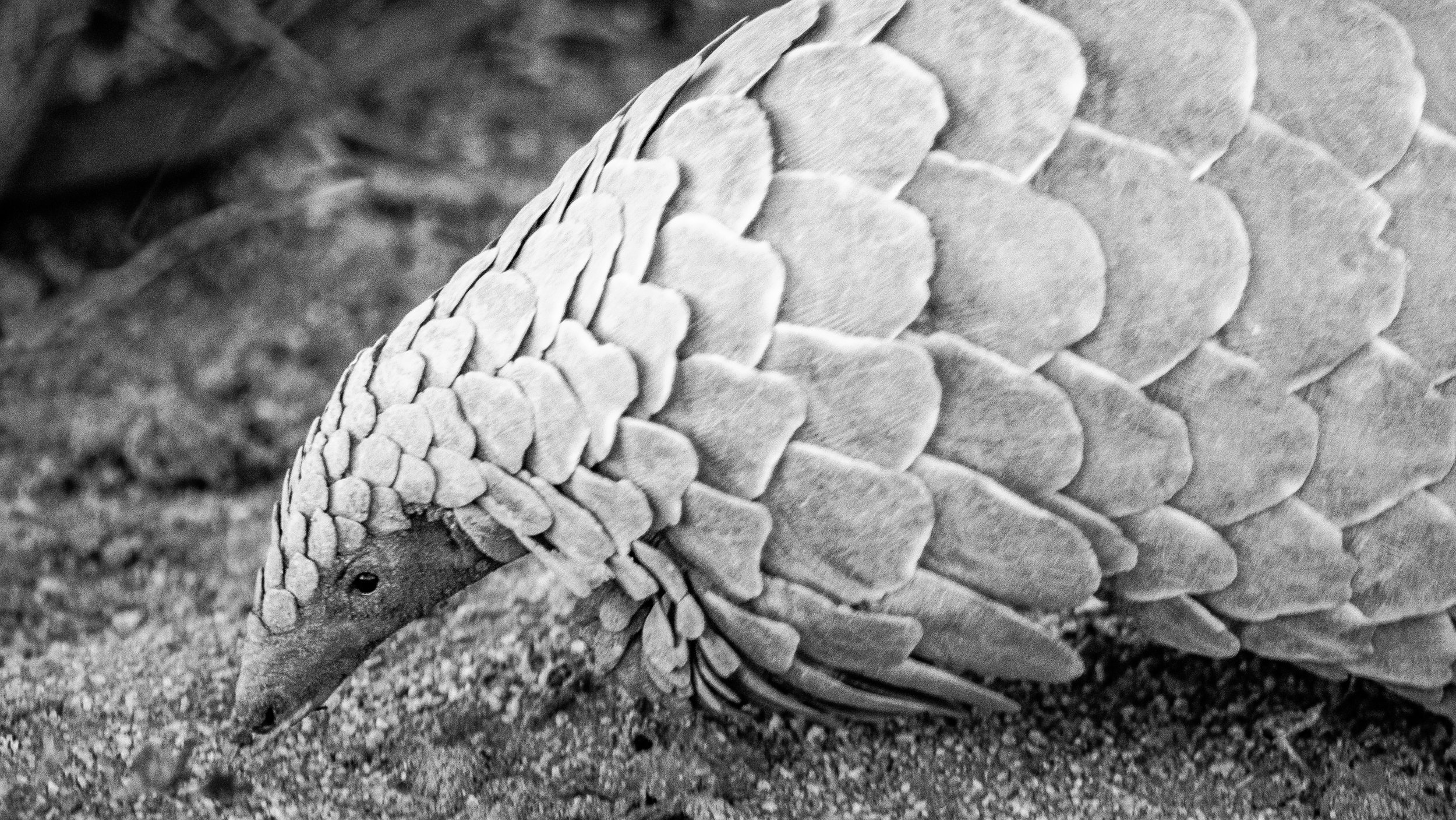 World Pangolin Day 2023