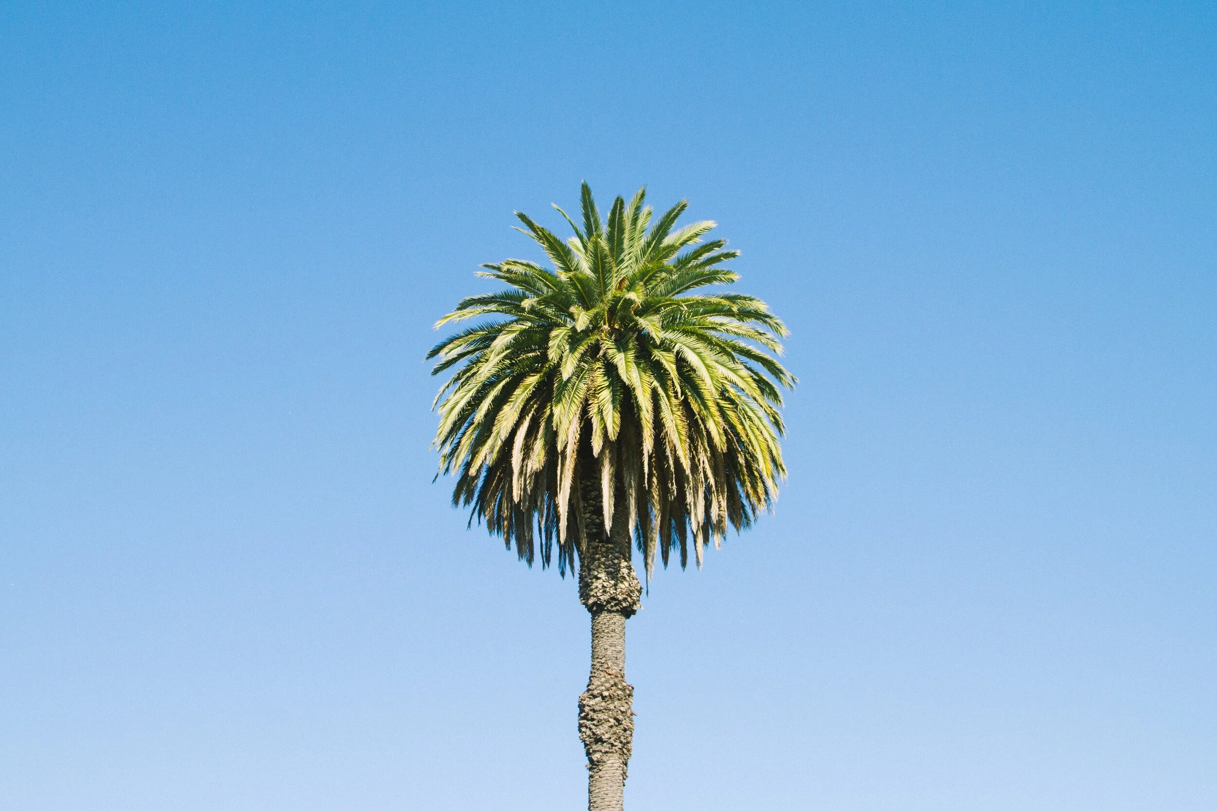 WildwoodAveOakland.jpg