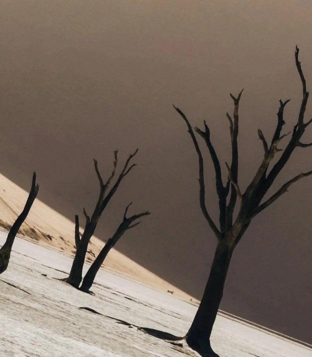 trauma- bare trees in the snow