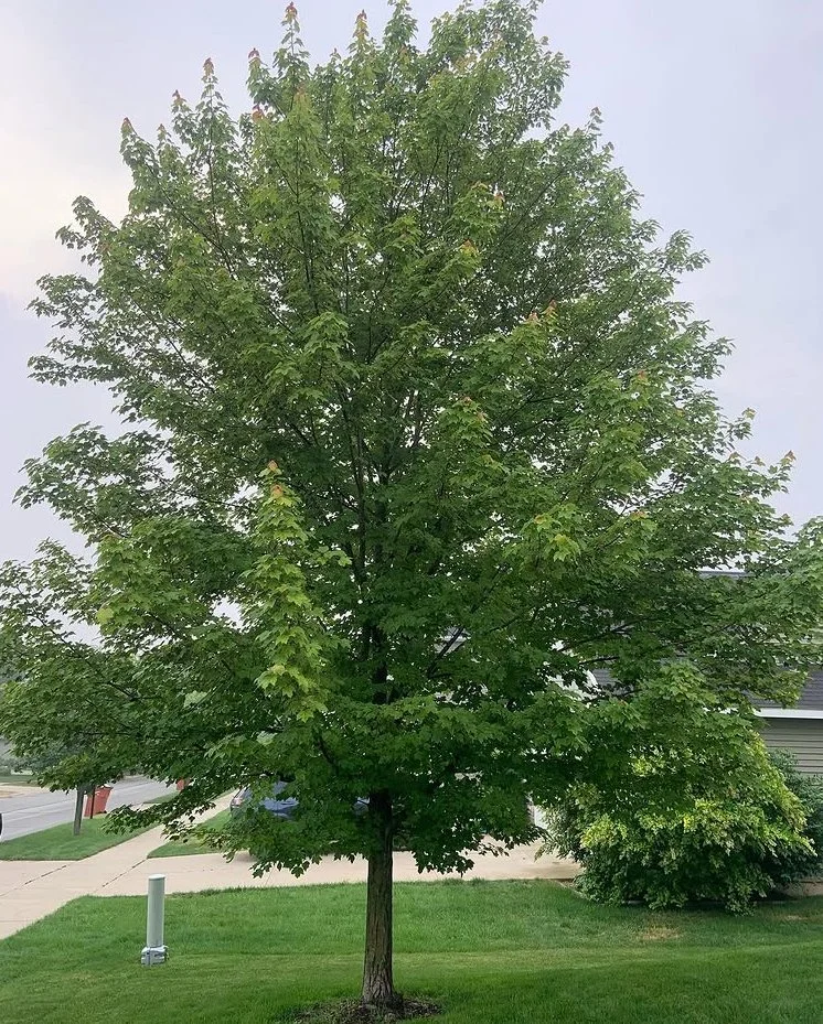 Is your yard getting enough sunlight?