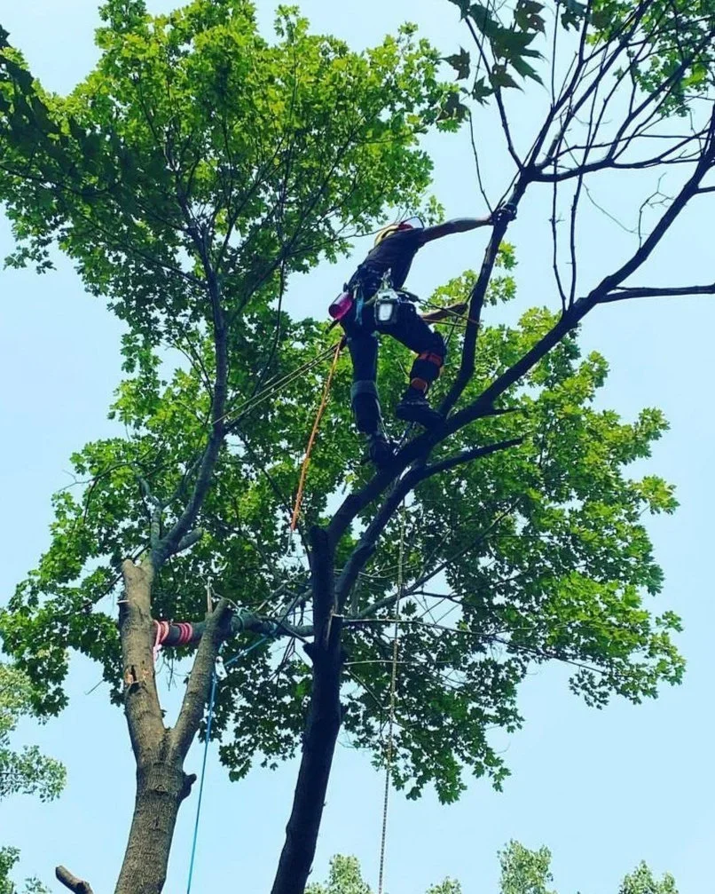 GR tree care service