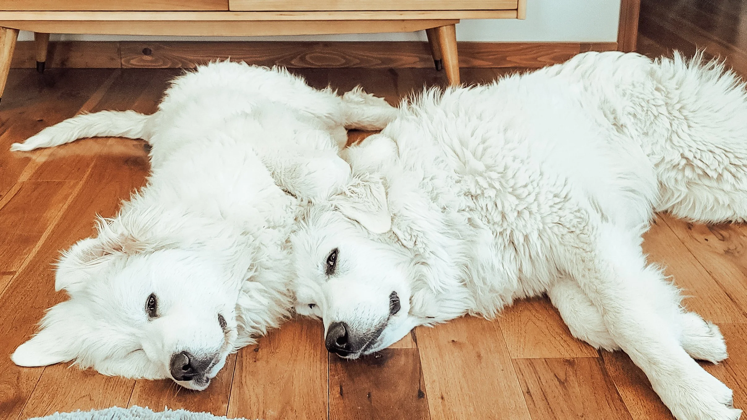 Are Great Pyrenees Lazy