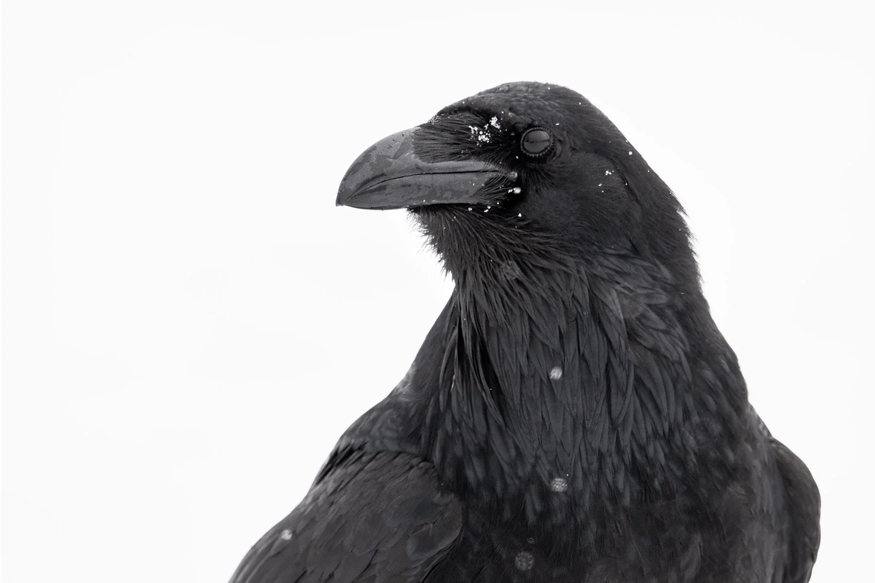 Raven in the Snow