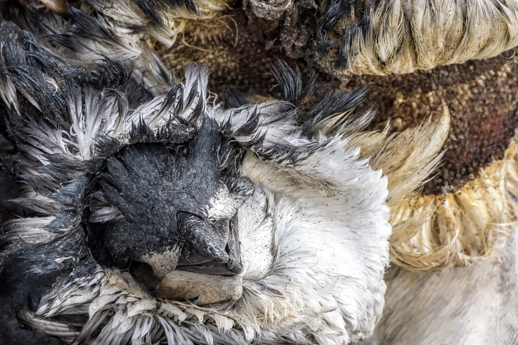 Chinstrap-Penguin-Portrait.jpg