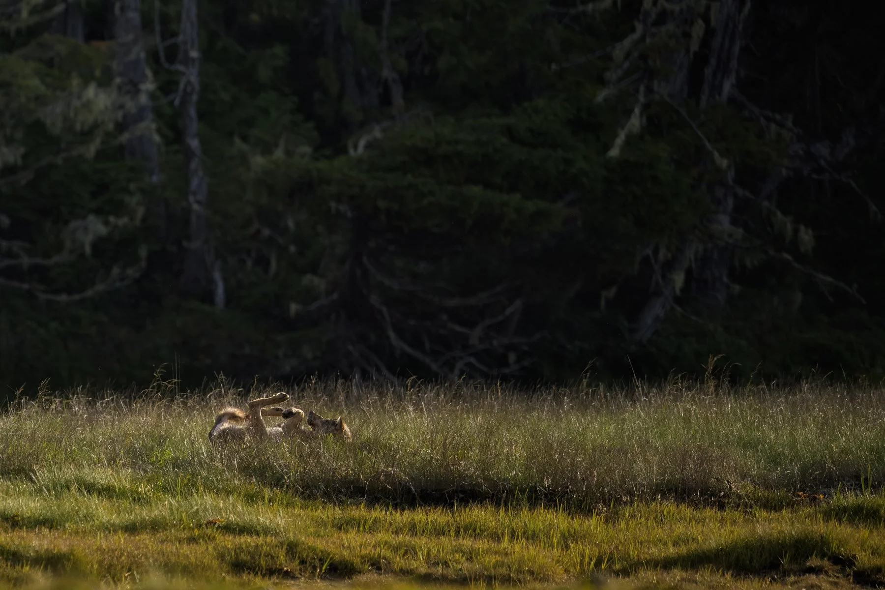 Coastal-Wolf-Rolling-In-Tall-Grass.jpg
