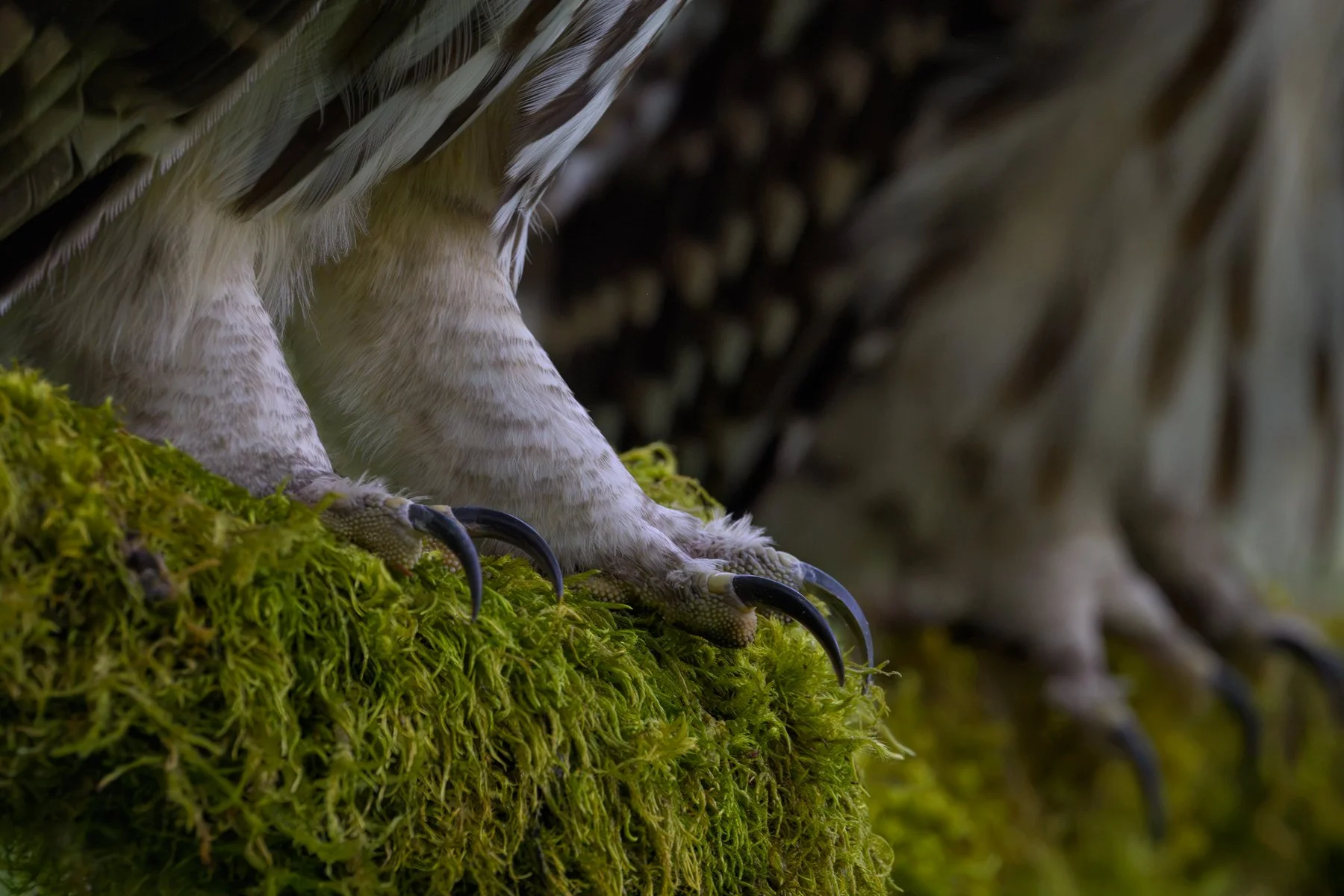 Barred-Owl-Juvenile-Talons.jpg
