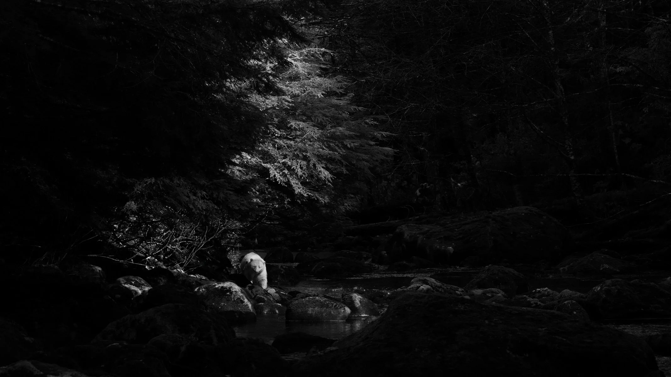 Spirit-Bear-in-Streaming-Light.jpg