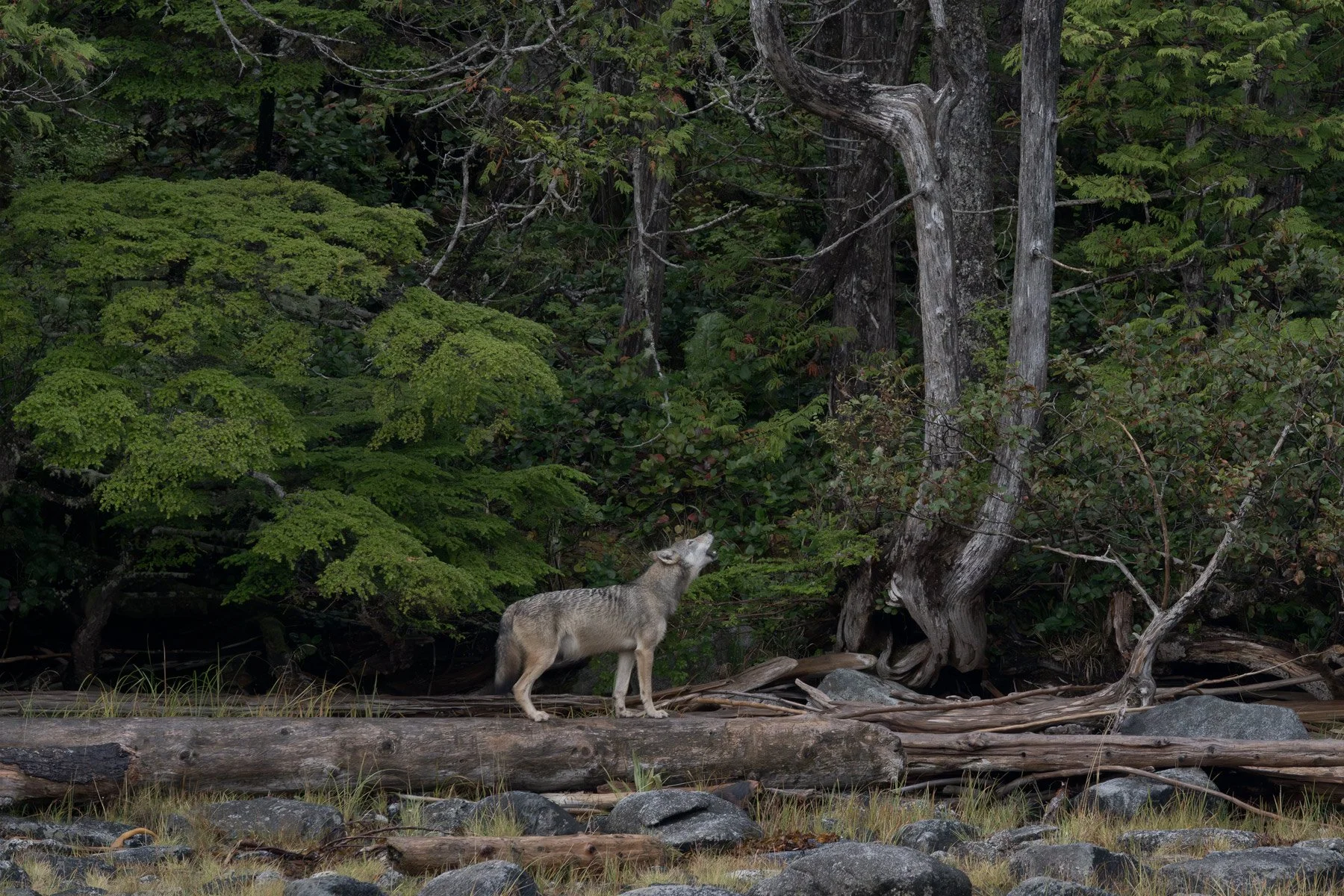 Howling-Coastal-Wolf-on-Log.jpg