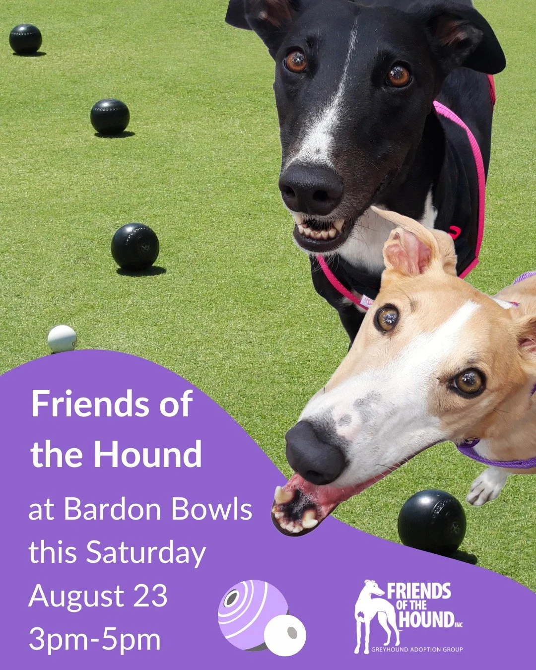 FRIENDS OF THE HOUND!