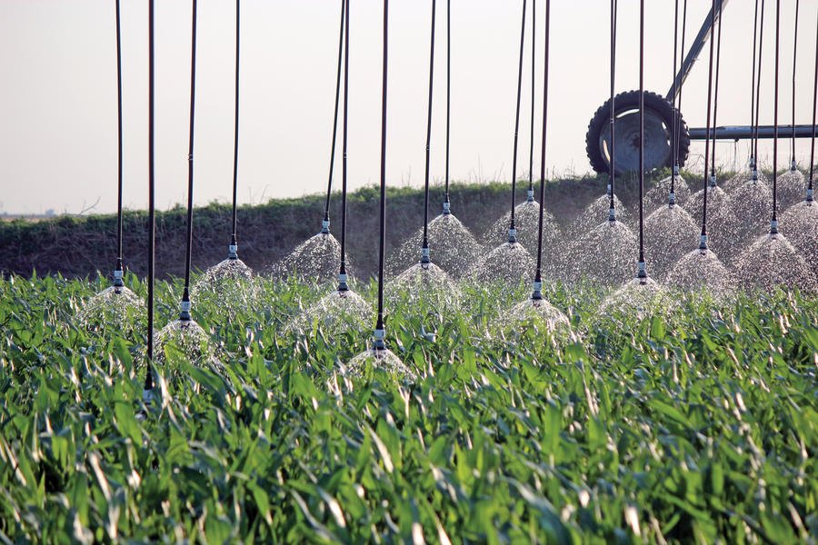 close-spacing-bubbler-shroud-corn-irrigation.jpg