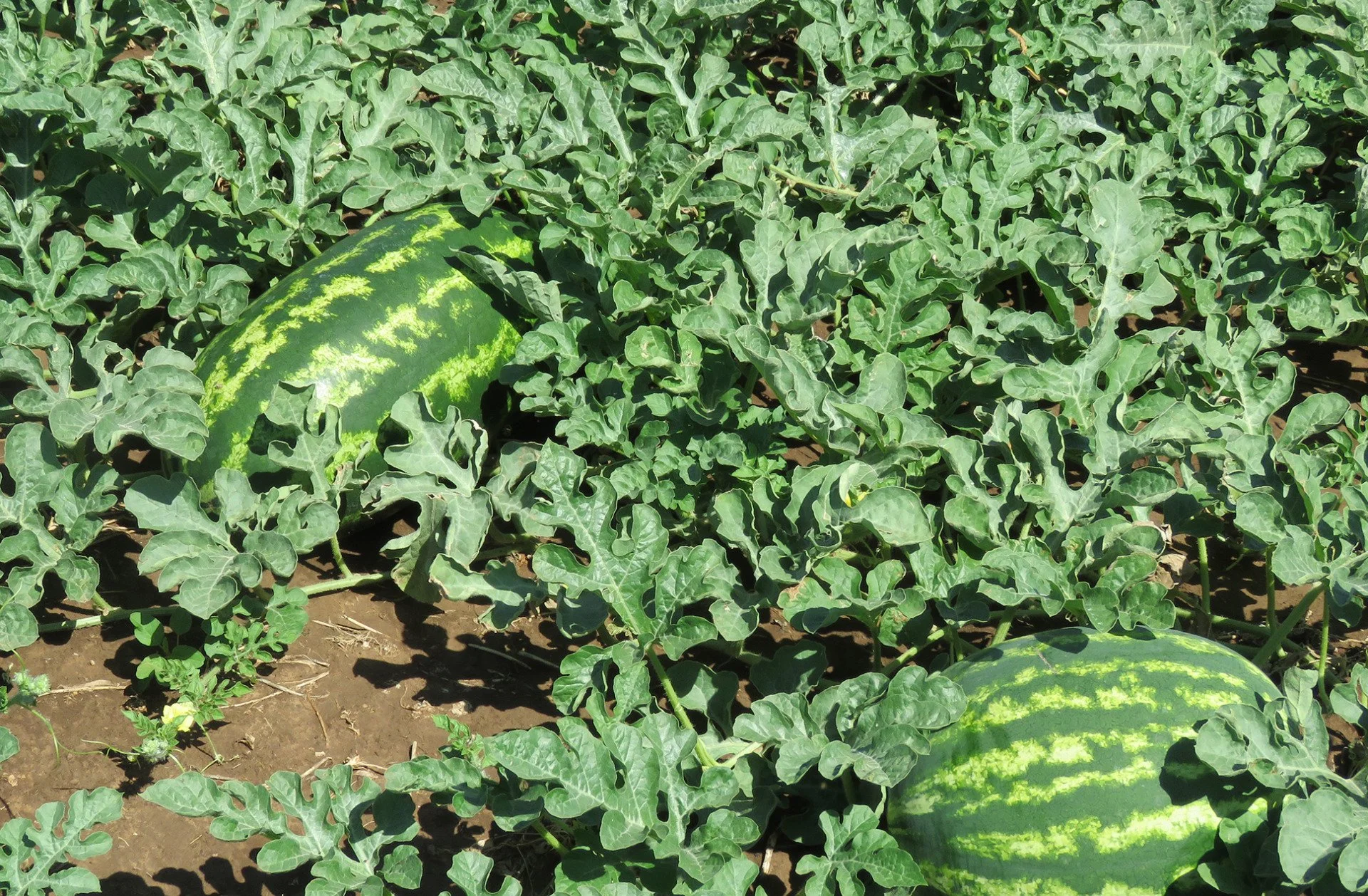 IIC supported research project explores irrigation technologies for producing specialty crops