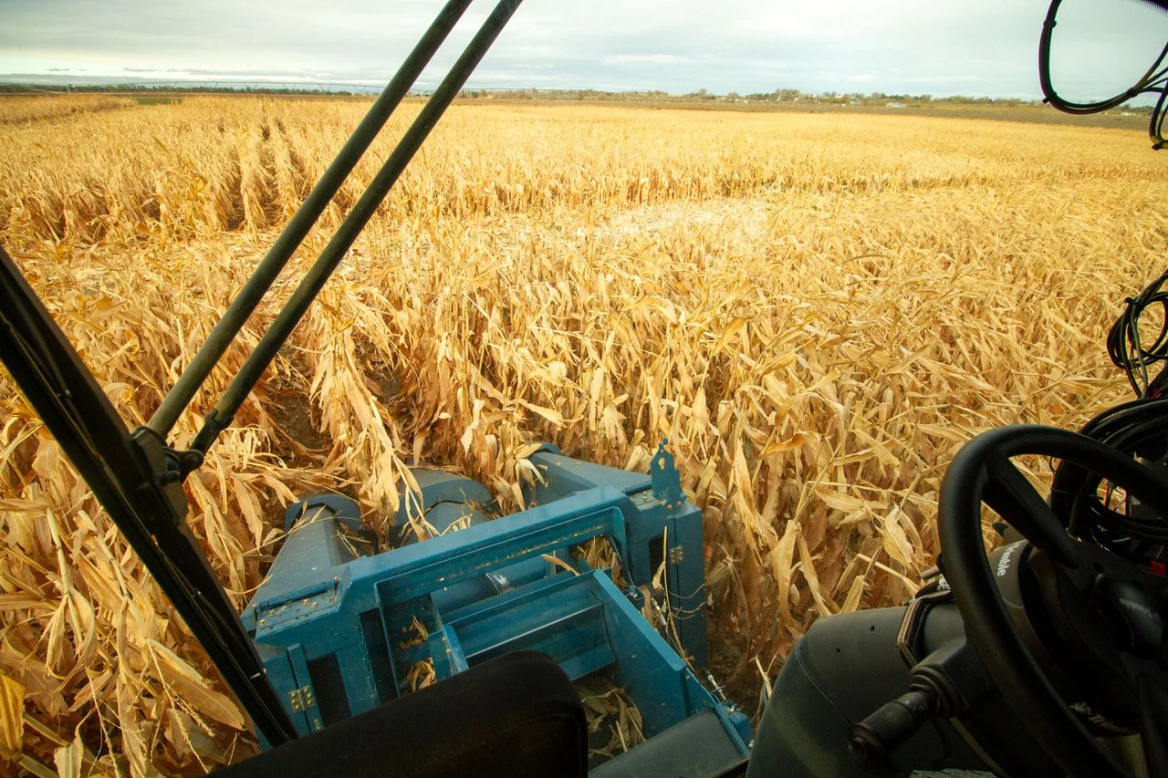 Harvest Day for 2024 CSU-TAPS