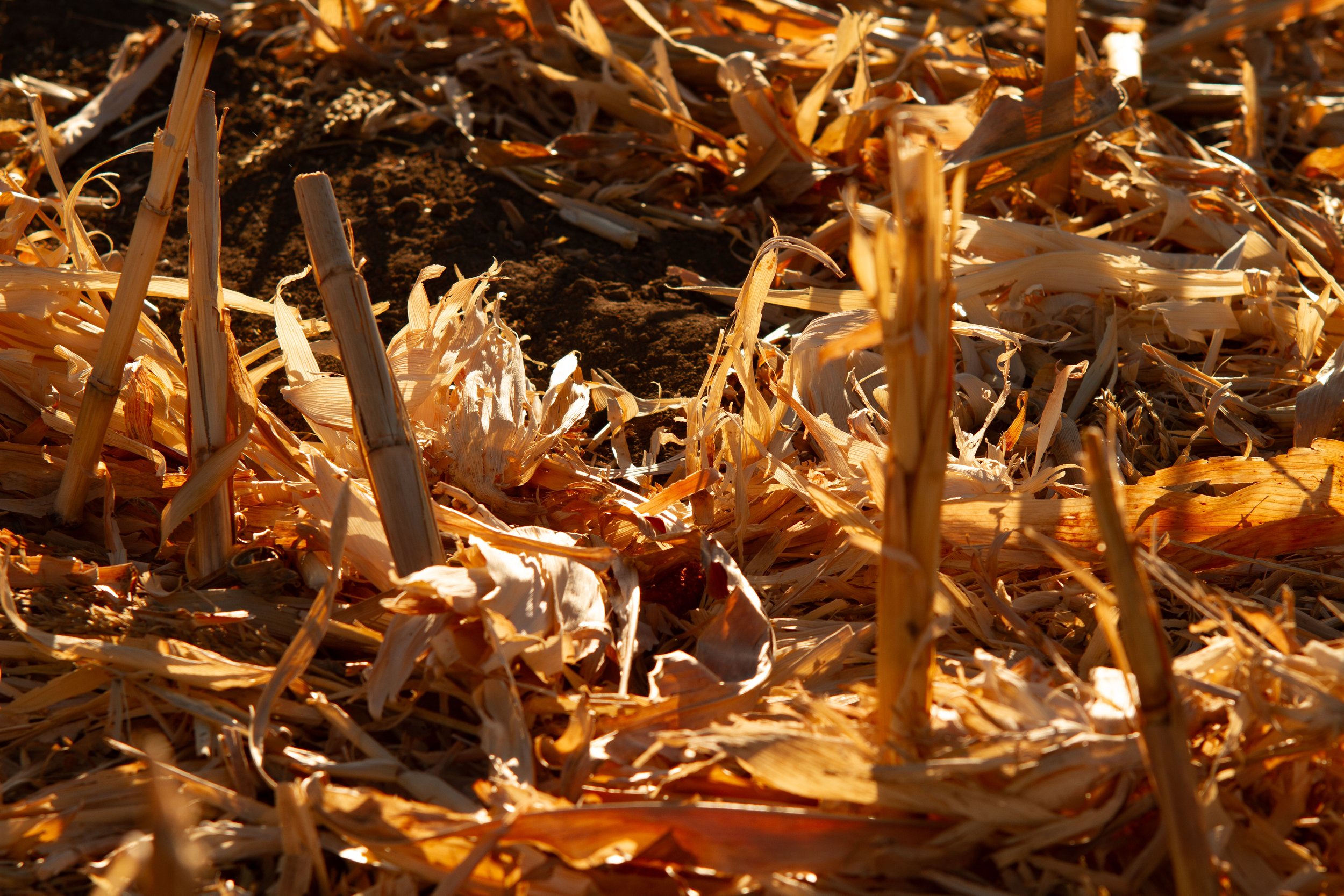  CSU-TAPS will use this post-harvest soil sample analysis to understand soil and plant nutrient dynamics resulting from the program participants’ management decisions through the growing season.&nbsp; 