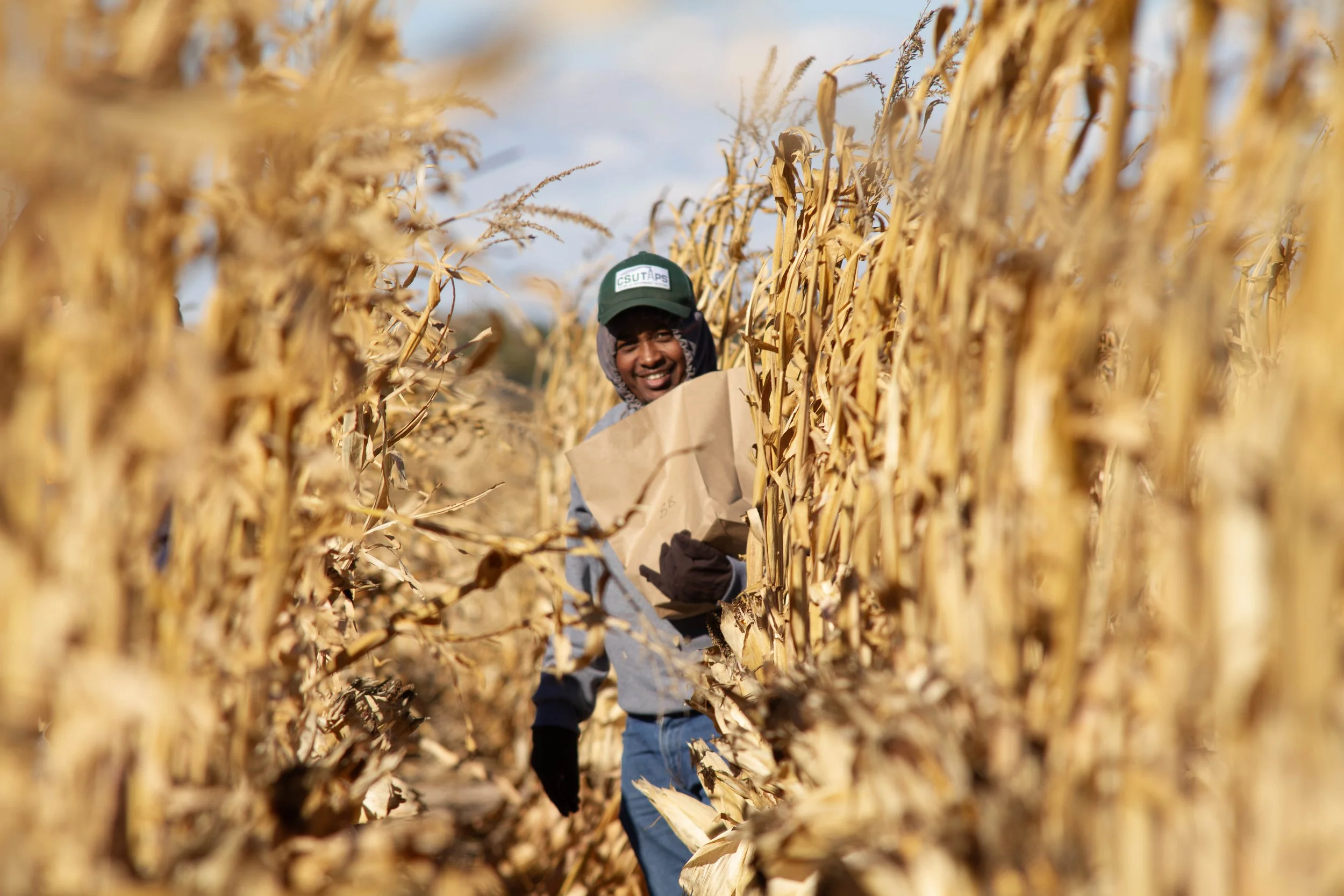 Biomass Sampling at the CSU-TAPS 2025 Field